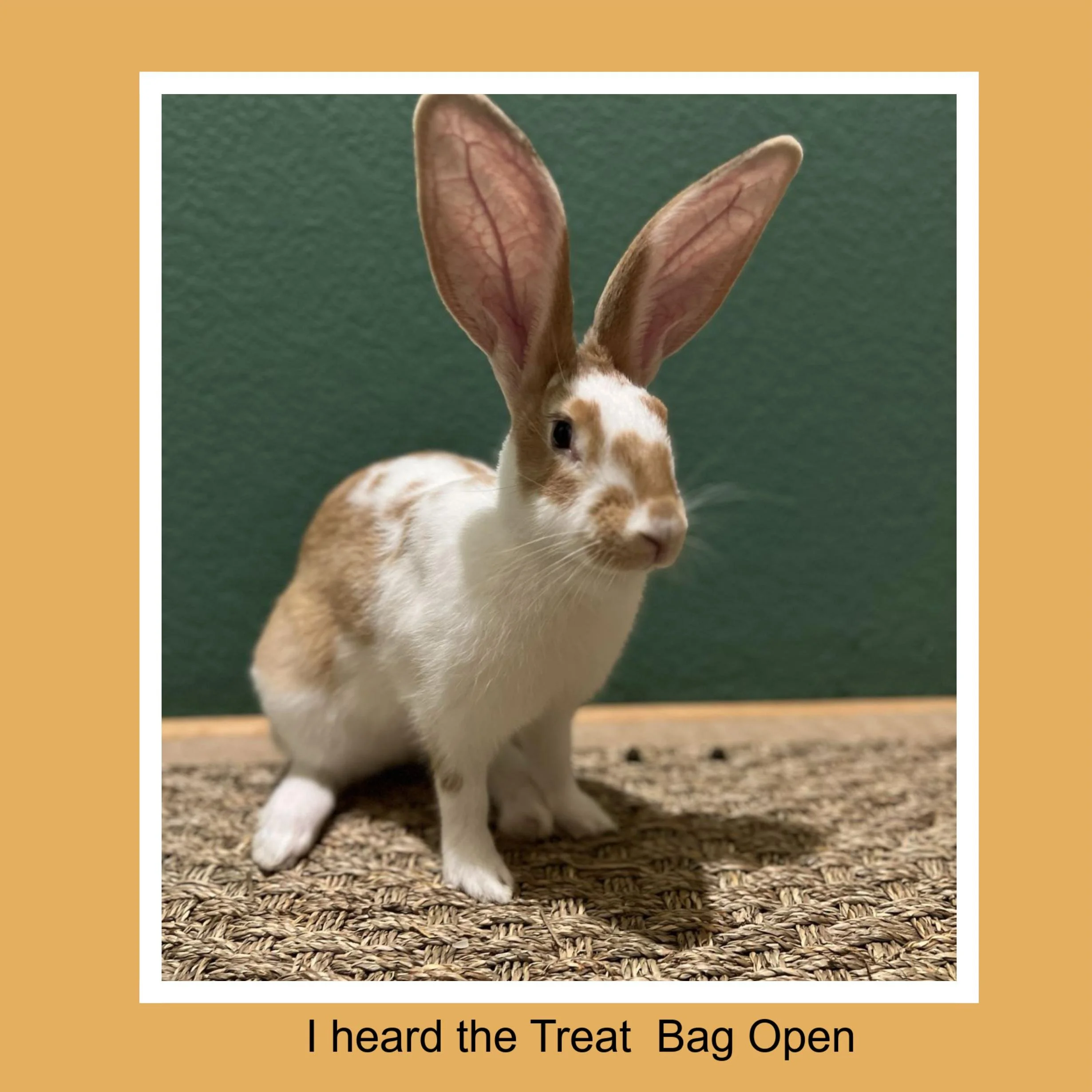 A rabbit with large ears standing on a woven mat against a green wall background.