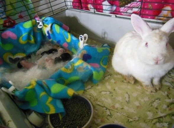 Ms Muffet caring for her 5 and 5 most ciritcal kits