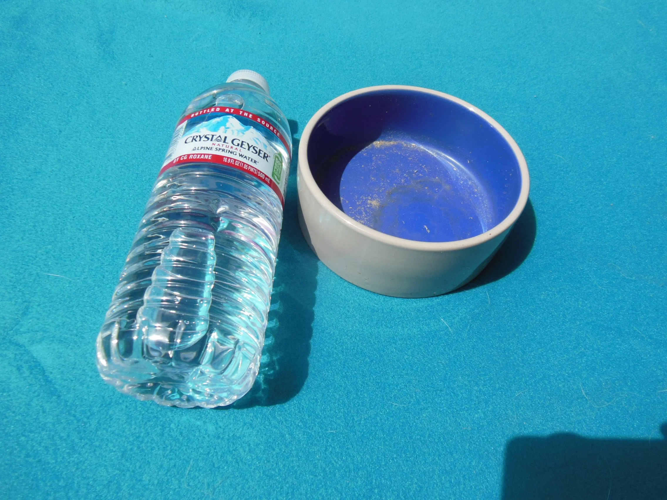 picture of food and water dish to leave the dumped bunny if you have to leave