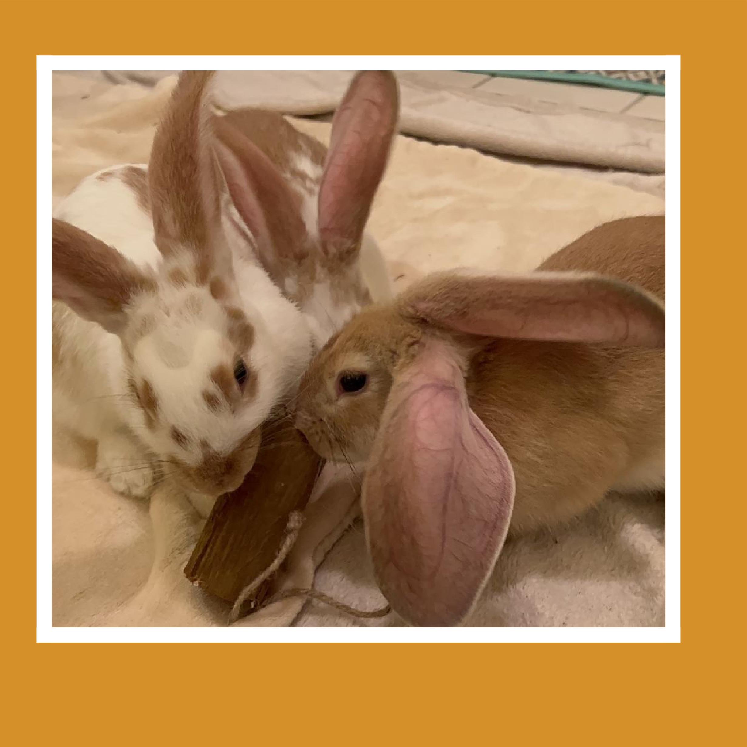 Three rabbits, two brown and one white with brown spots, gathered around a wooden chew toy on a light-colored blanket.