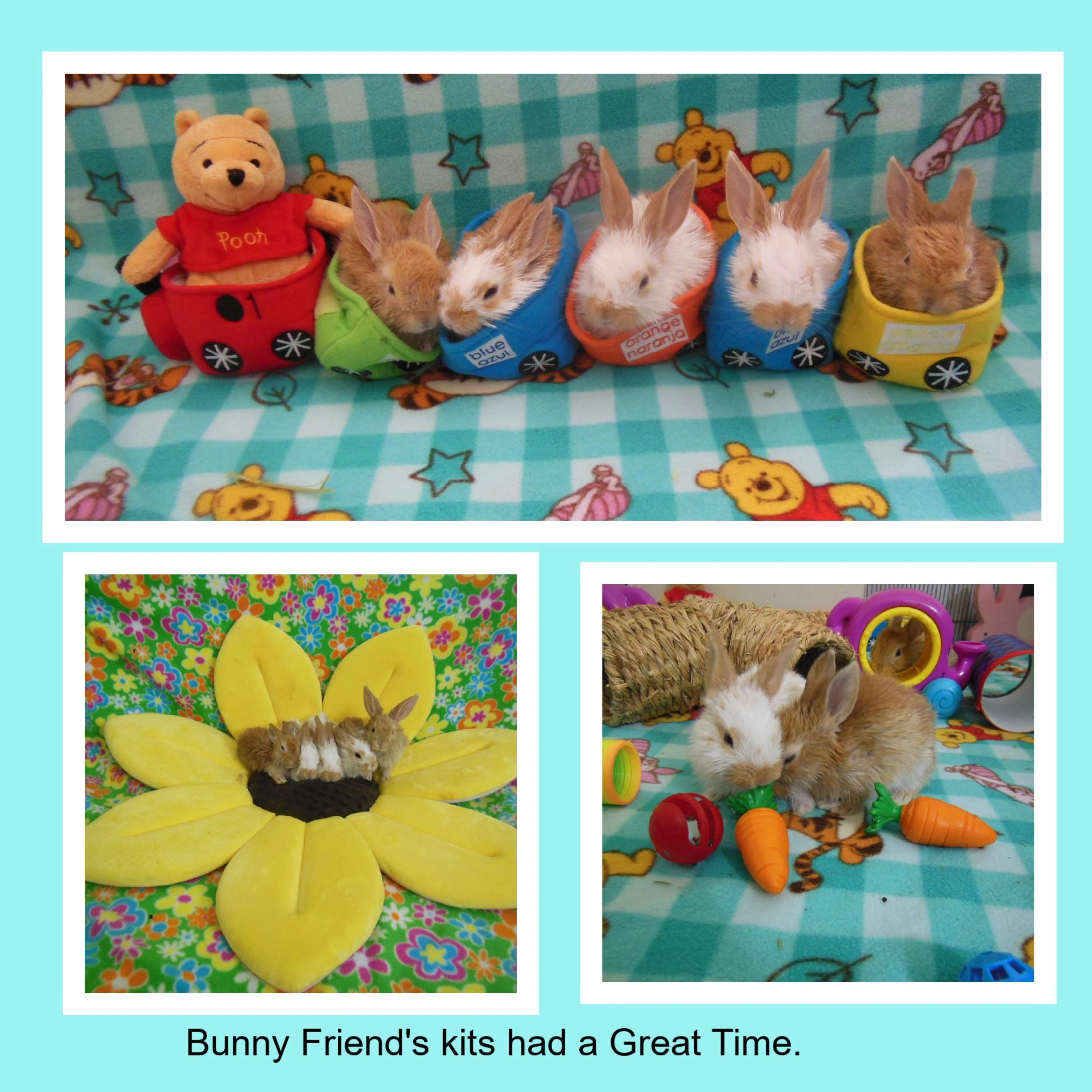 Three photos of bunny toys. The top photo shows five small bunnies in colorful cups with a Winnie the Pooh blanket in the background. The bottom left photo shows small bunnies lying in a yellow sunflower-shaped bed with a floral background. The botto
