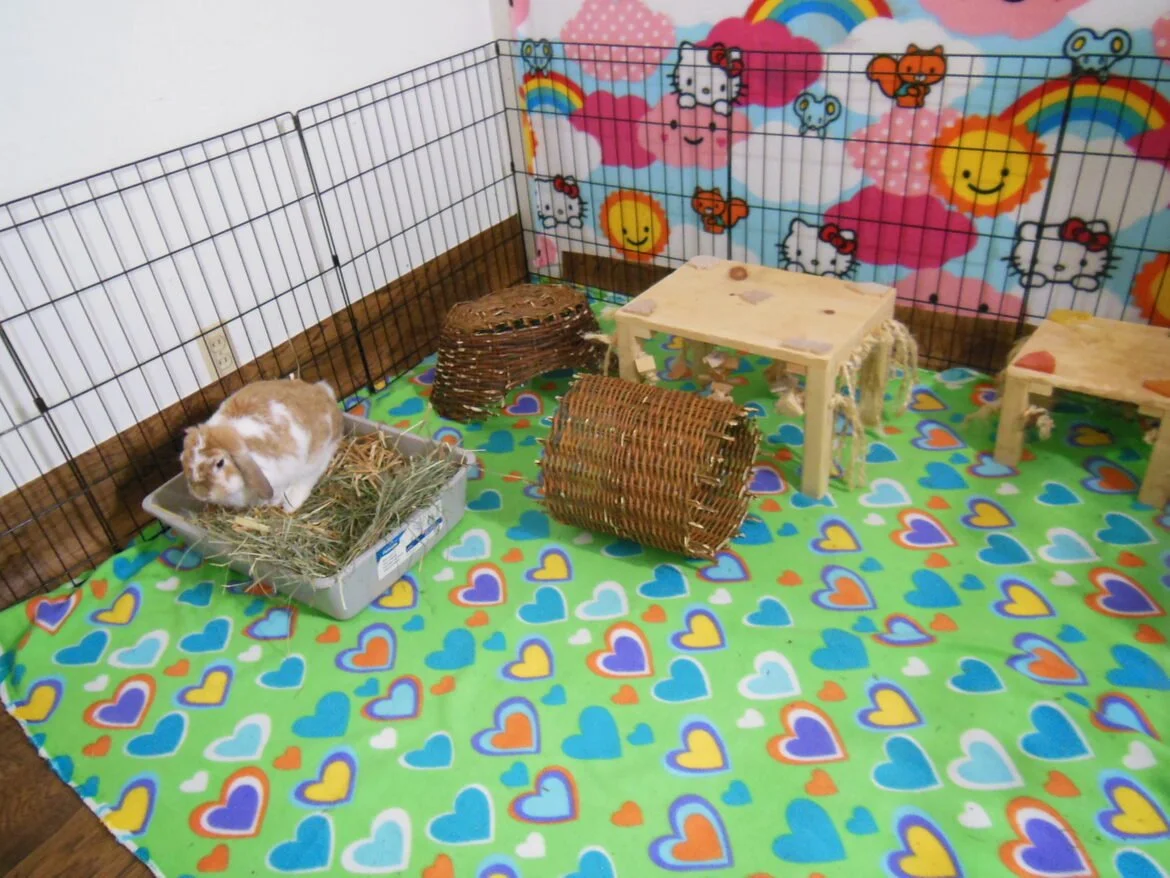 example of rabbit housing with vinyl and fleece