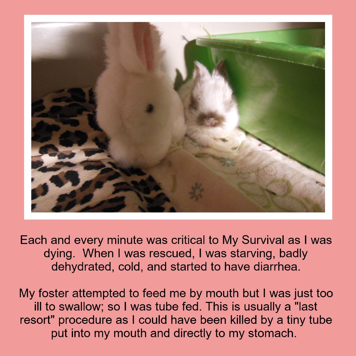 Photo of two small rabbits in a cozy indoor space, one with white fur and the other with white and gray fur, beside a green container and a blanket with a leopard print pattern.