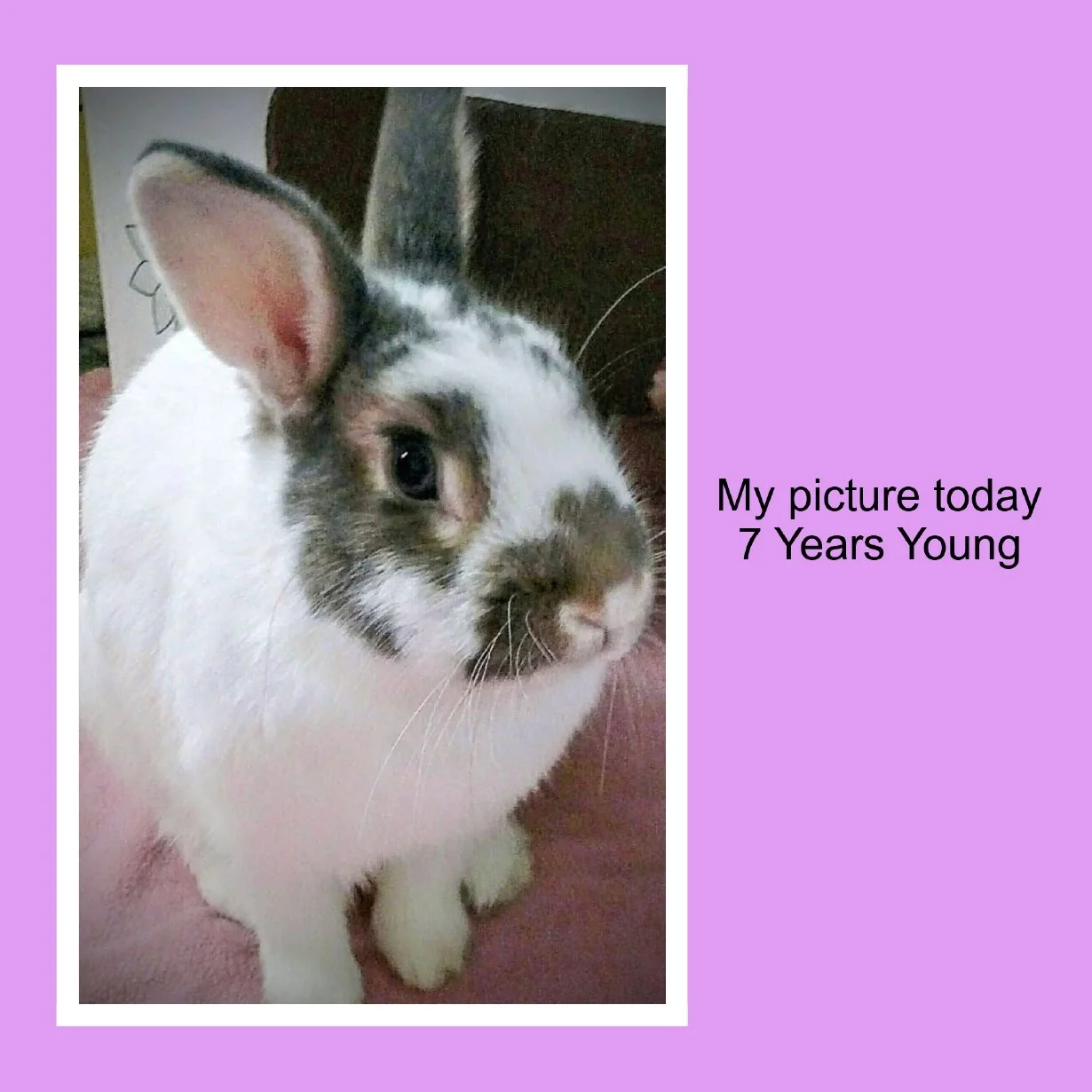 A photo of a white and gray rabbit with large ears and dark eyes, sitting on a pink surface, with a purple background and text that reads, "My picture today 7 Years Young."