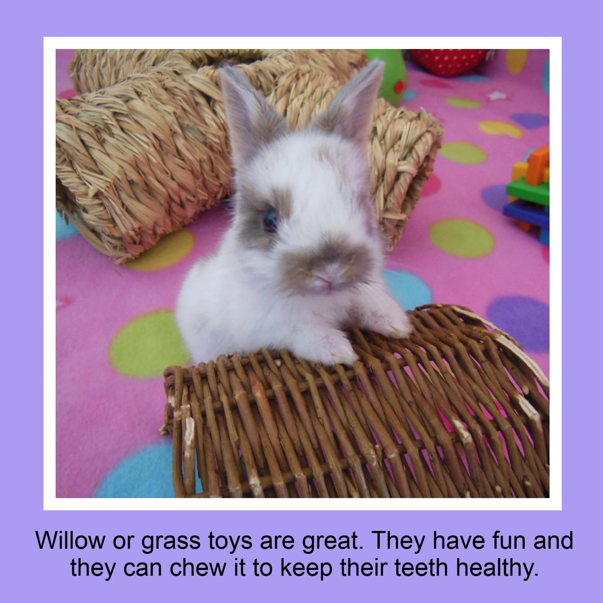 A small white rabbit with gray markings on its face sitting on a pink polka dot blanket. It is in front of a woven wicker basket and near colorful toys.