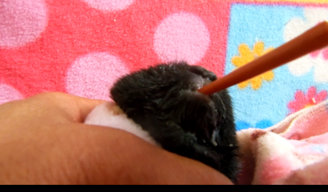 hand feeding Michi with a FR3 tube