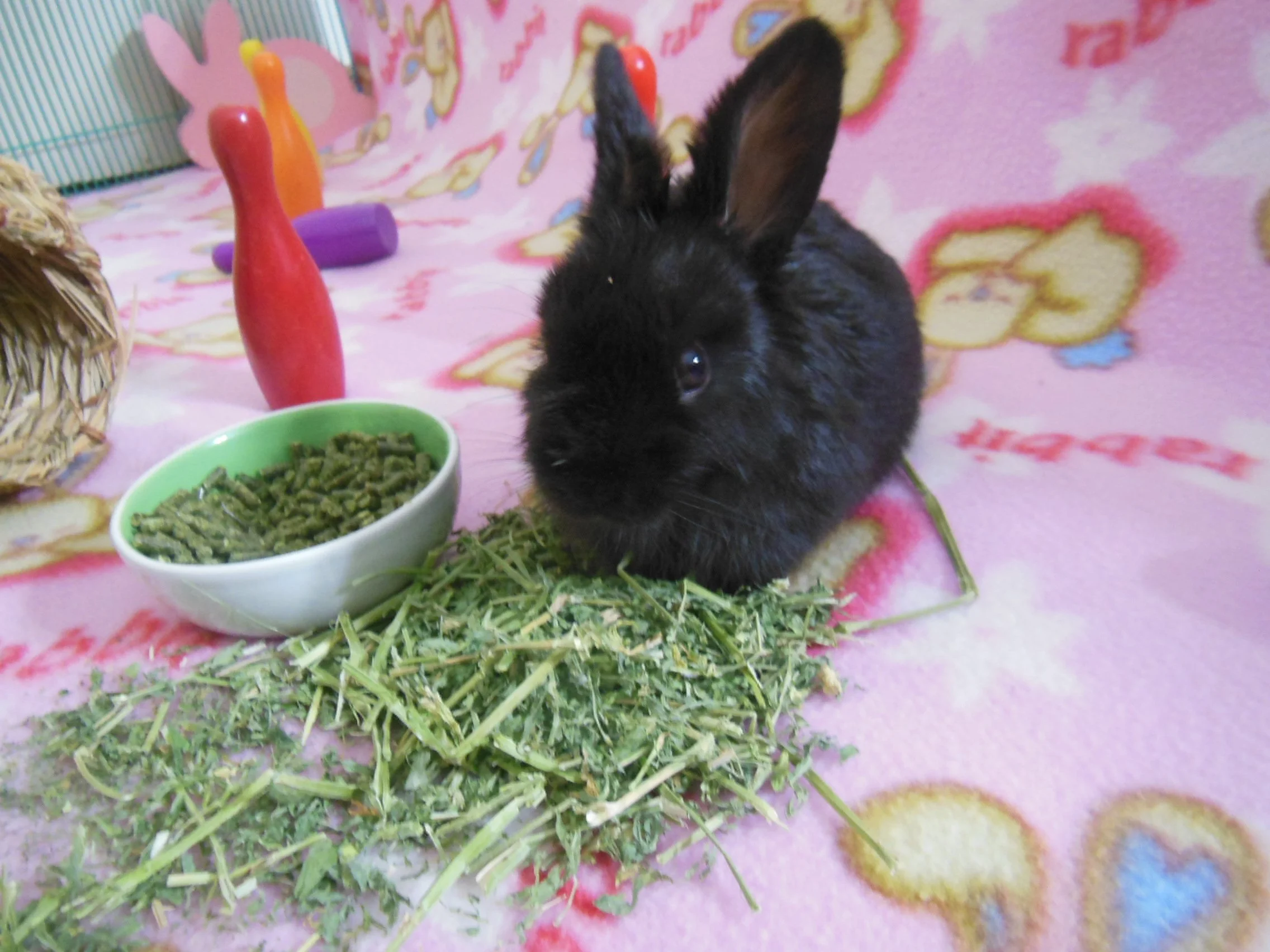 Michi eating hay and baby rabbit pellets.