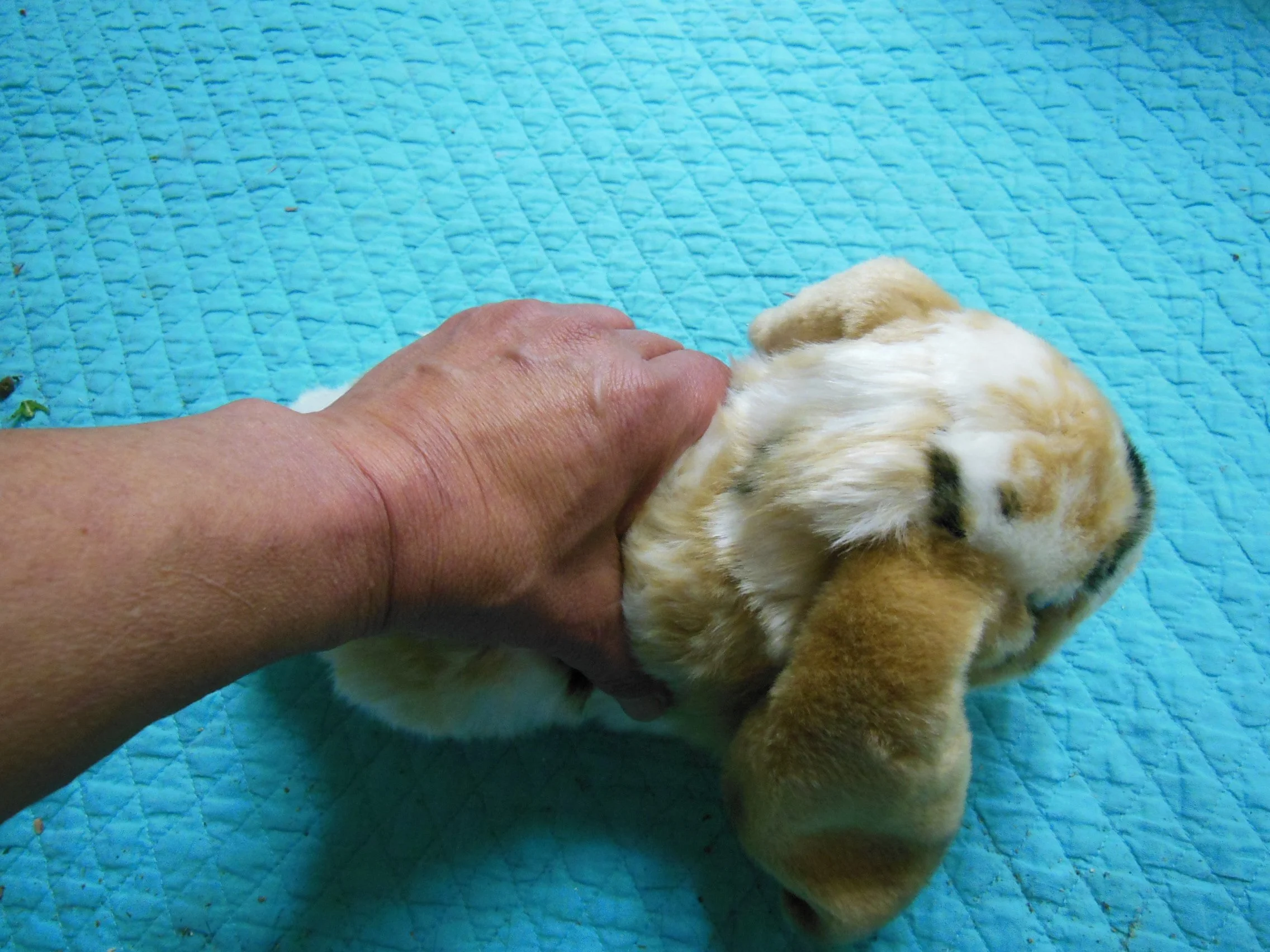 A person petting a small, fluffy puppy lying on a blue quilted blanket.