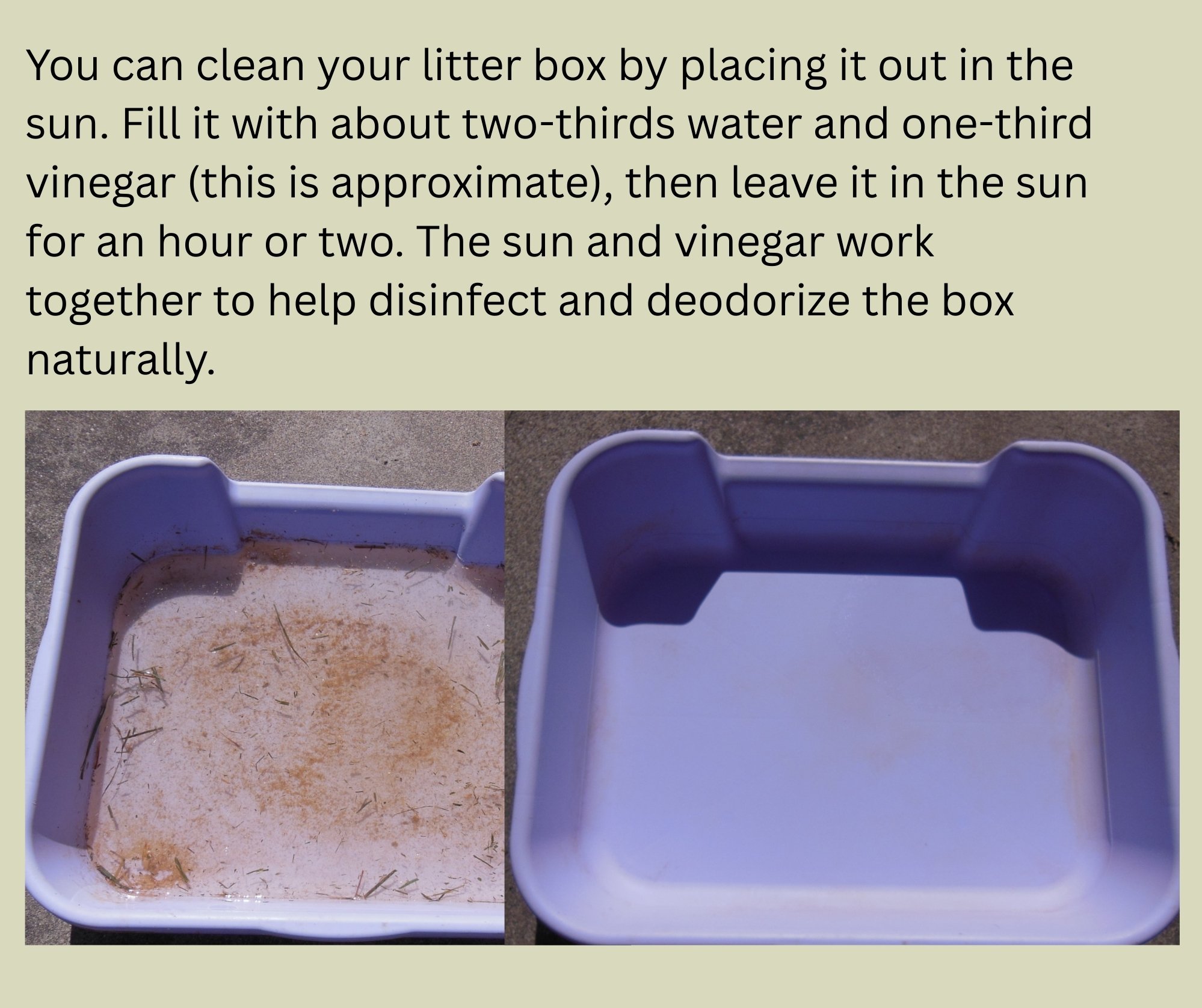 Comparison of a dirty litter box filled with debris and a clean, disinfected litter box after sun exposure and vinegar treatment.