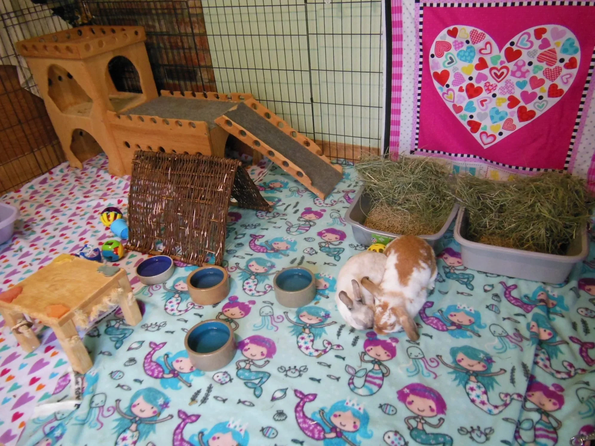 typical rabbit housing setup litter box food and water bowls