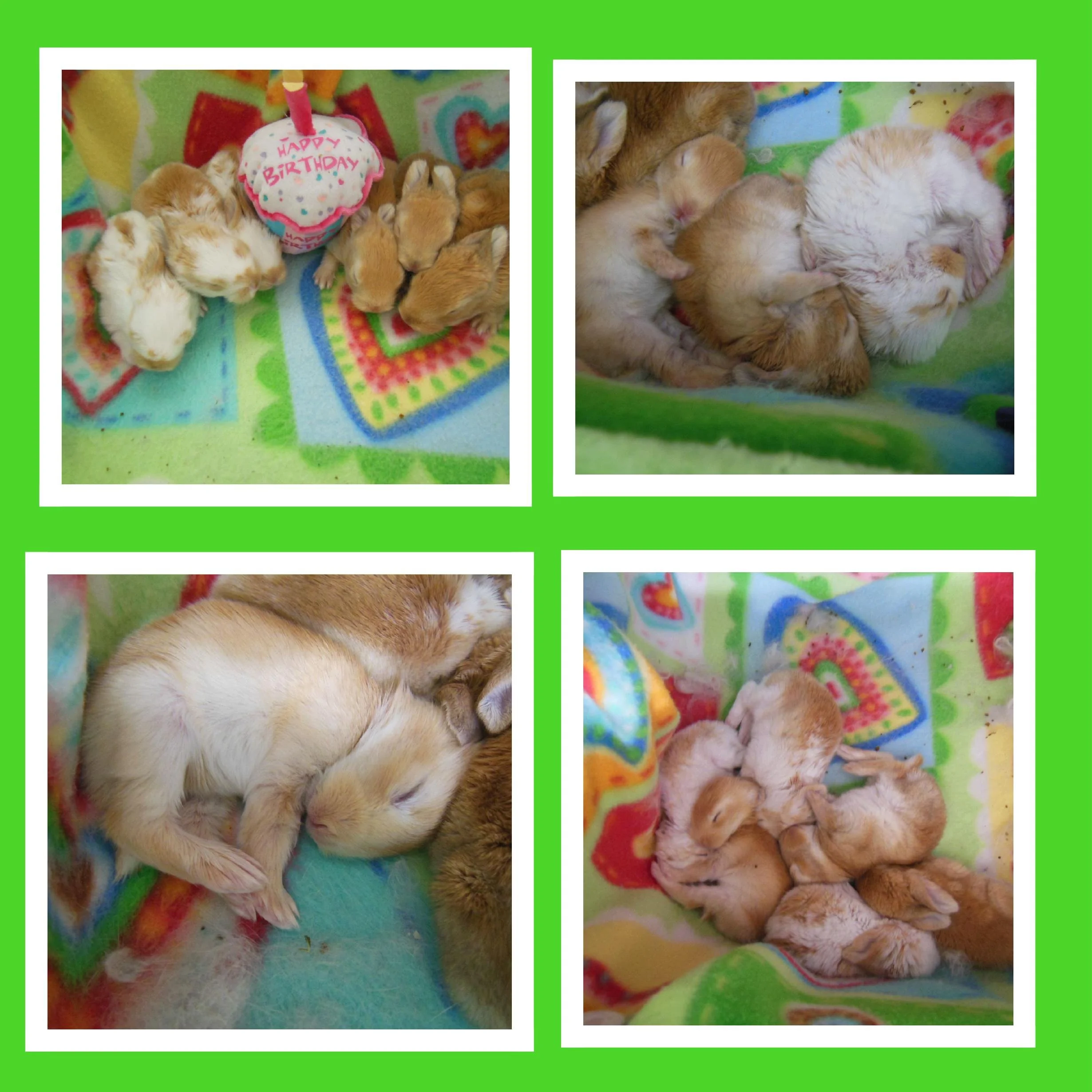 Collage of four photos showing a group of sleeping Corgi puppies on a colorful fleece blanket with a birthday decoration in one photo.