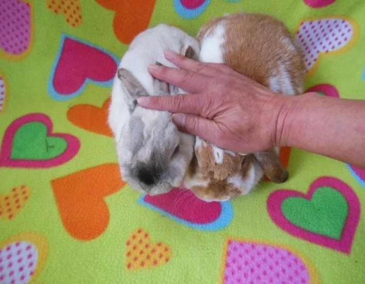 rabbit bonding holding rabbits together for head pets