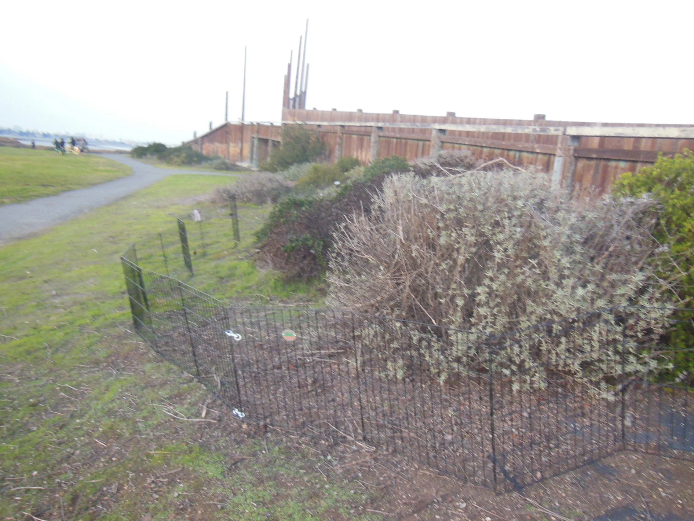 bunny was trapped within x-pens for rescue