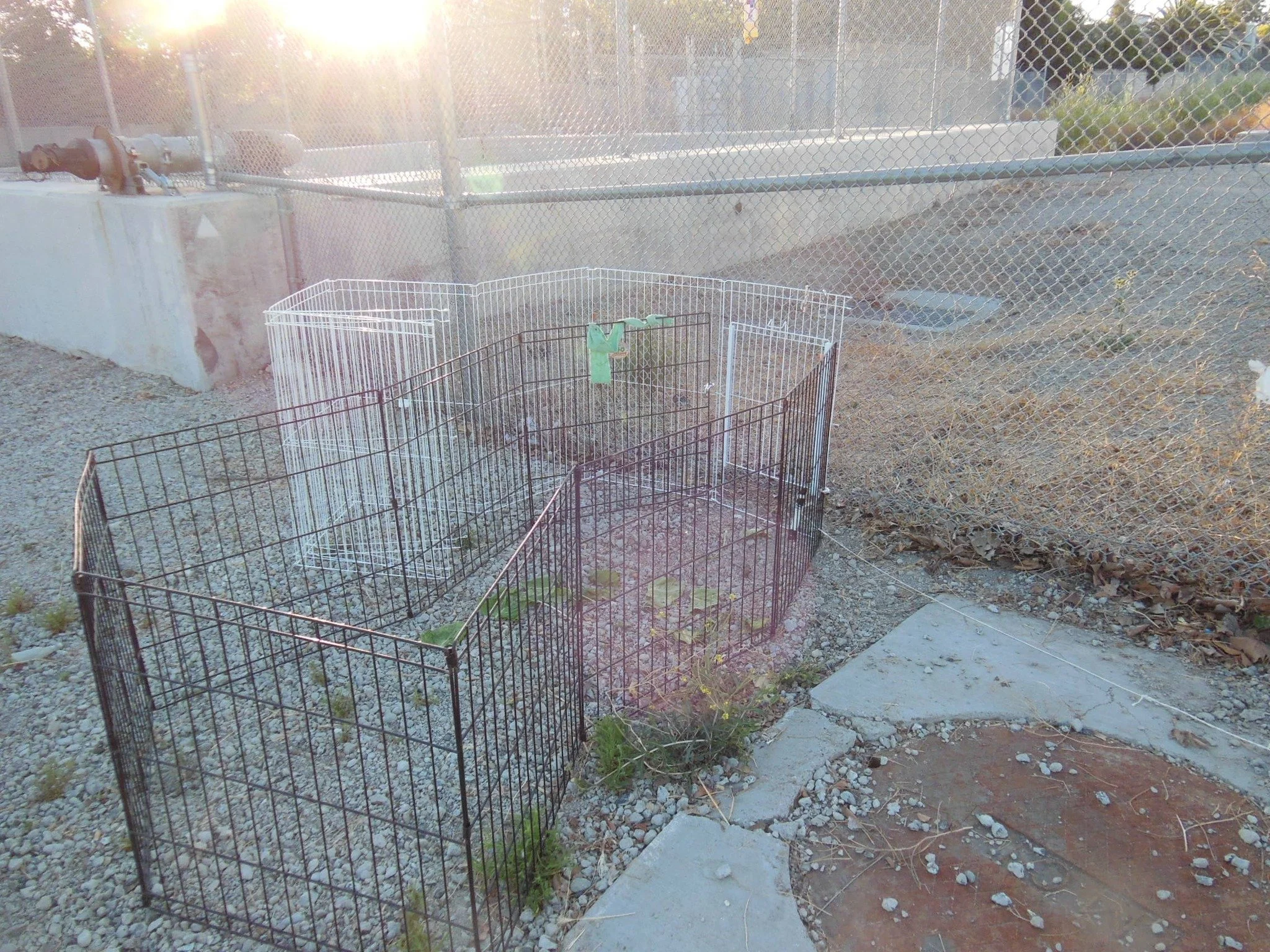 A small outdoor area enclosed by a wire fence, with cinder blocks and gravel ground. There is a black wire cage and a white wire cage, with some green plants and weeds growing inside and around them.