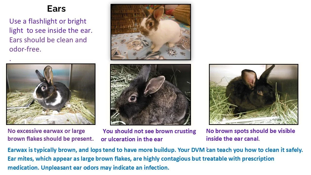Instructions for checking rabbit ears with photographs of three different rabbits showing ear health, along with tips emphasized in purple and blue text on how to properly examine rabbit ears.