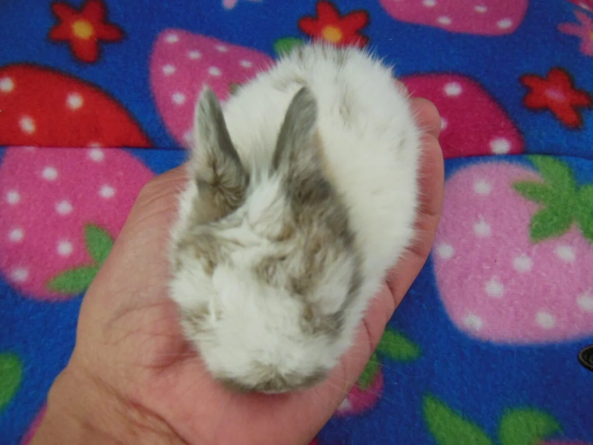 Nibbles 2.5 week orphan