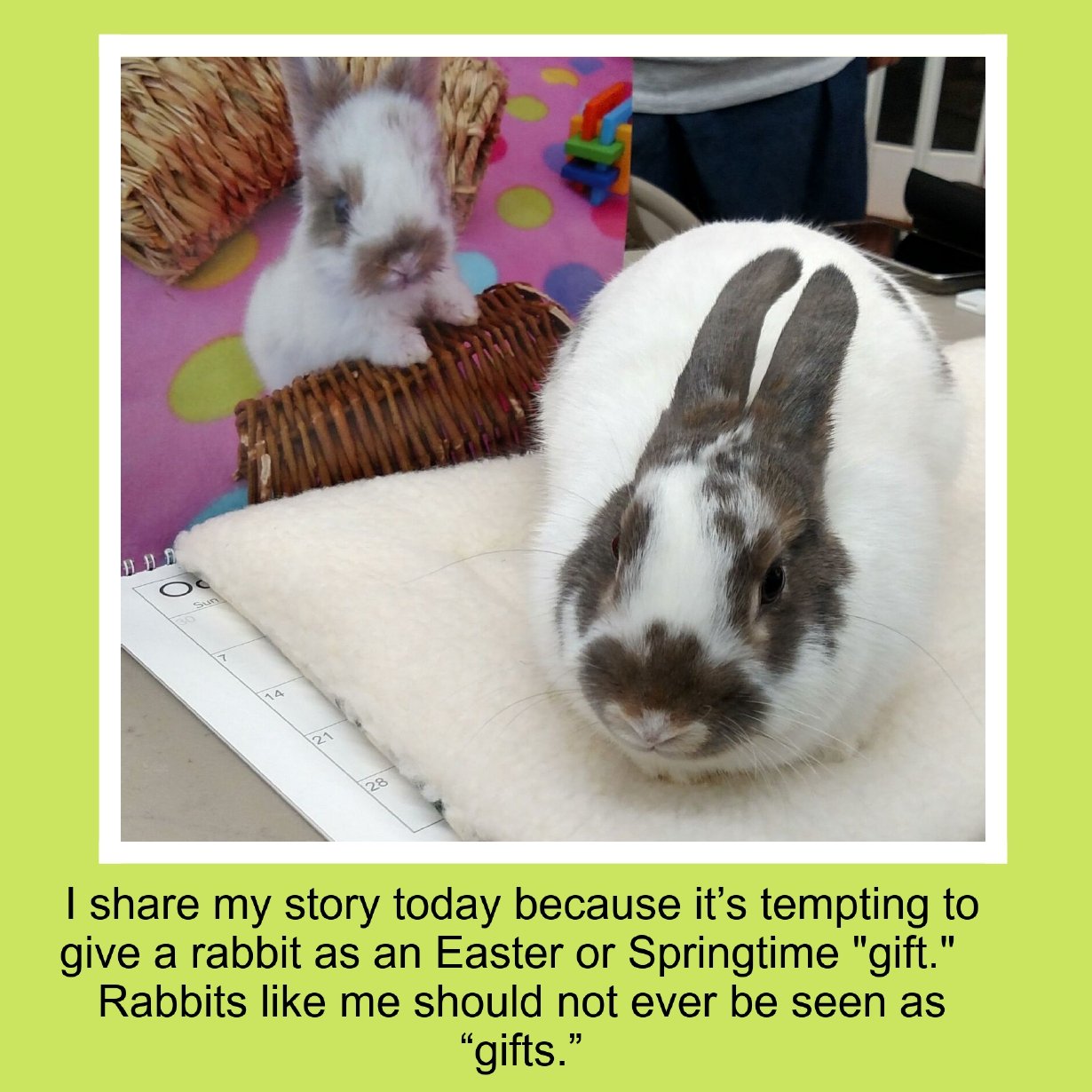 A photo of two rabbits, one sitting on a soft surface in the foreground with gray and white fur, and the other smaller rabbit with white fur and gray patches on its face and ears sitting on a pink and colored polka-dot blanket in the background, with