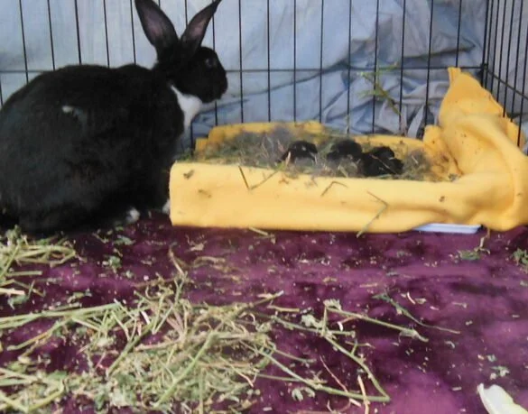 A black and white rabbit sitting inside a wire cage, next to a yellow fleece blanket with several small rabbits or bunny babies resting on it.