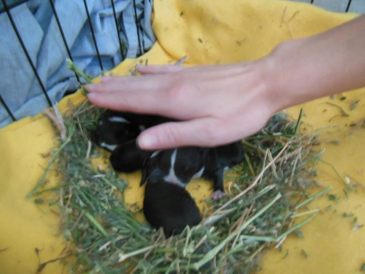 place your hand just above kits. you should feel their body heat