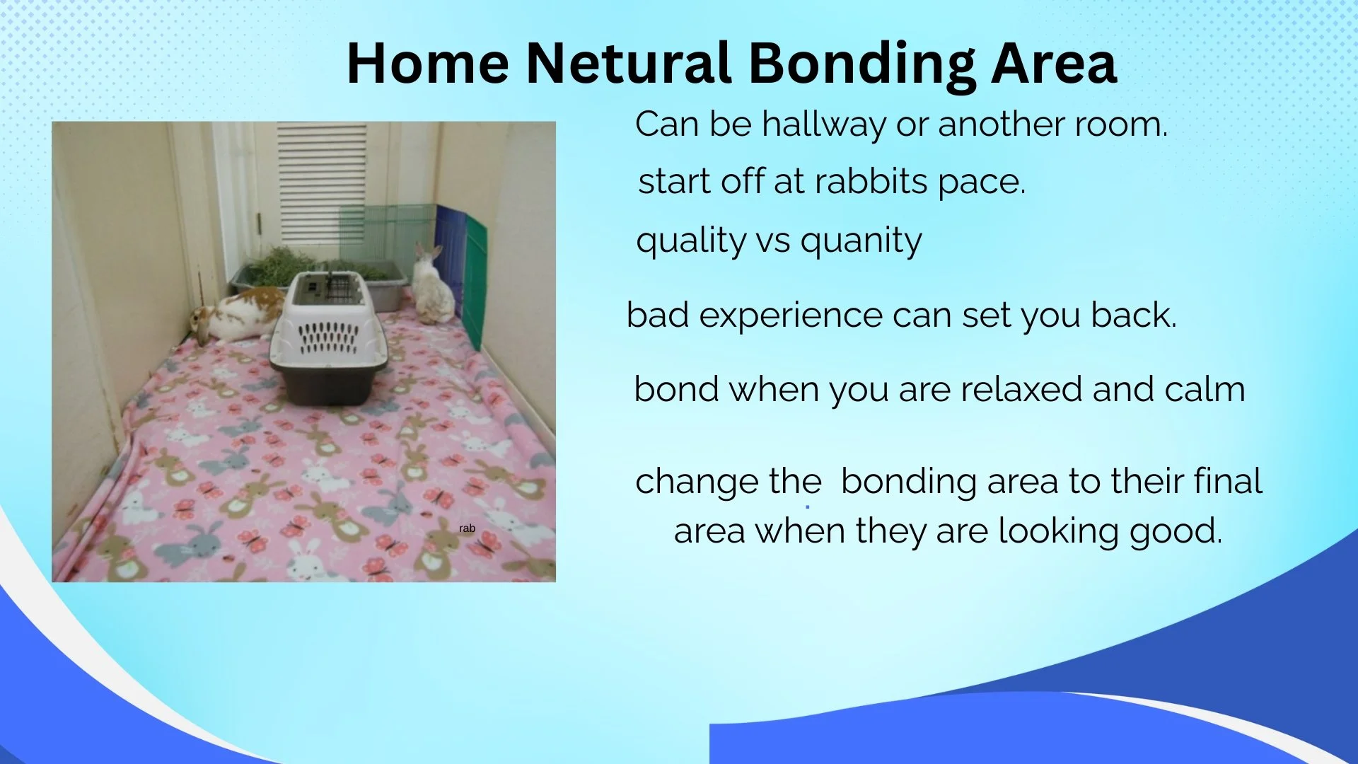 Photo of a designated home bonding area for rabbits, featuring a pink blanket with bunny prints, a small enclosed space with a tunnel, a cardboard box, and two rabbits, one lying down and another sitting upright.