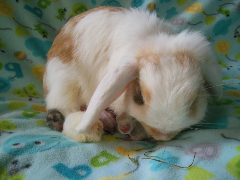 Tips For Baby Rabbit Bunny Care Guide: Feeding, Growth & Essential Tips — Bunny Rabbit Care