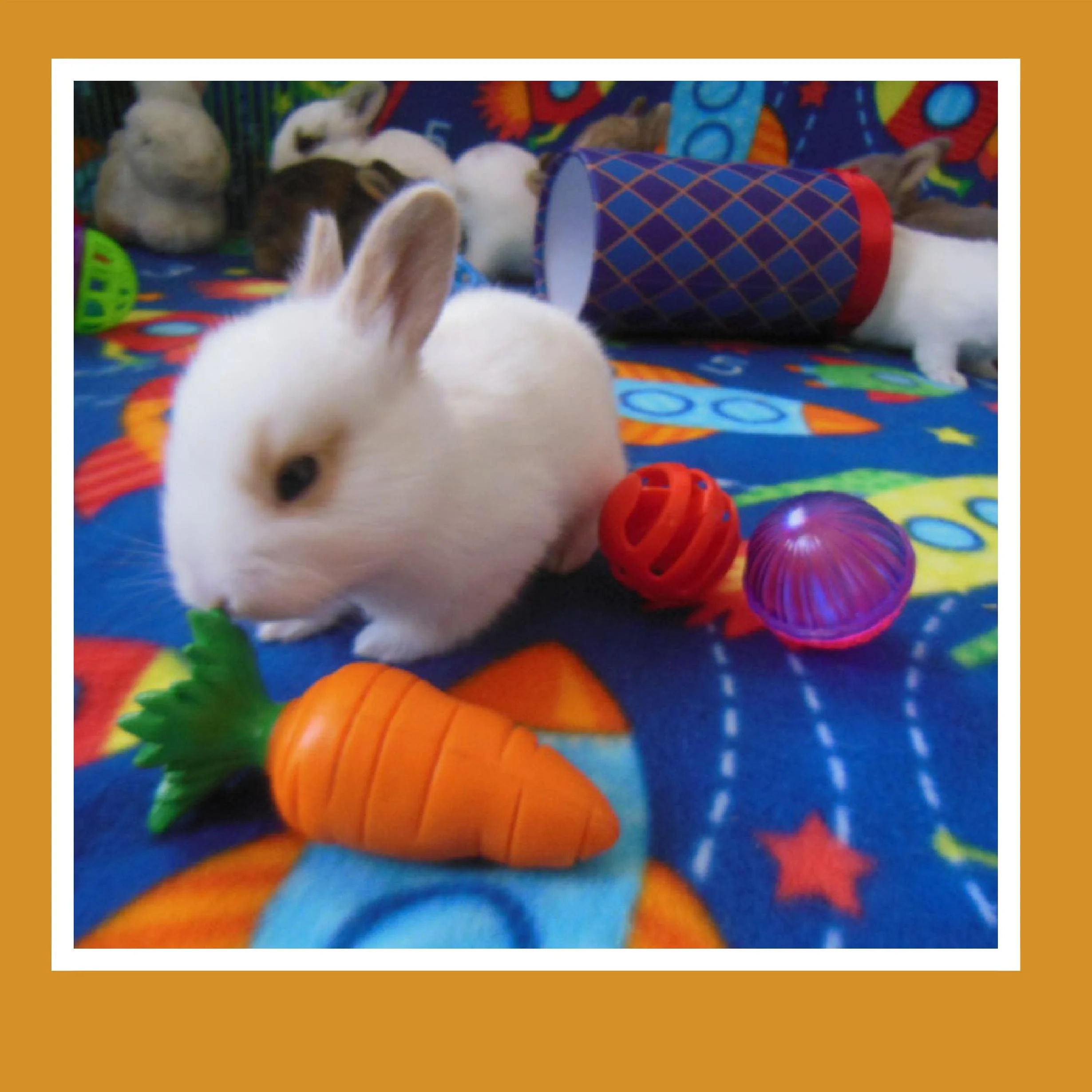 A white bunny rabbit with brown ears sitting on a colorful blanket surrounded by plastic toys, including a carrot-shaped toy, a purple sphere, and a red hollow ball, with more rabbits and a tunnel in the background.