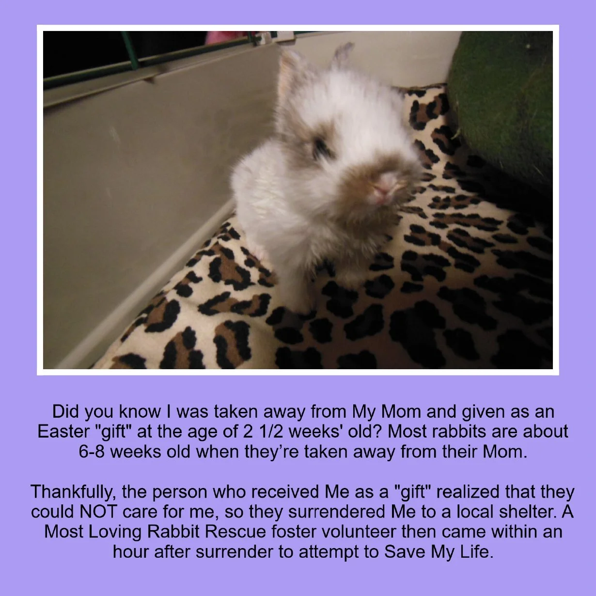 A small, fluffy rabbit with light brown and white fur sitting on a leopard-print blanket. There is a green object nearby and a metal fence in the background.
