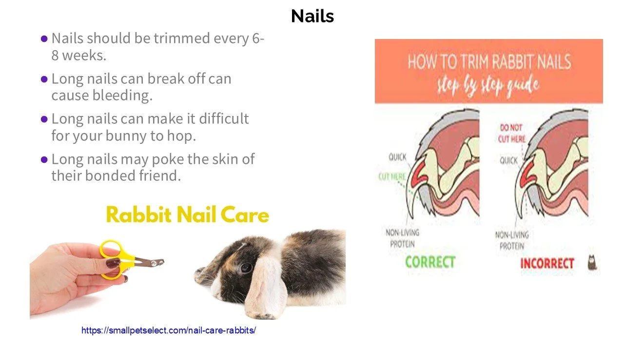 A guide on rabbit nail care with a list of tips, a photo of a hand holding scissors, a rabbit, and a diagram showing correct and incorrect nail trimming techniques.