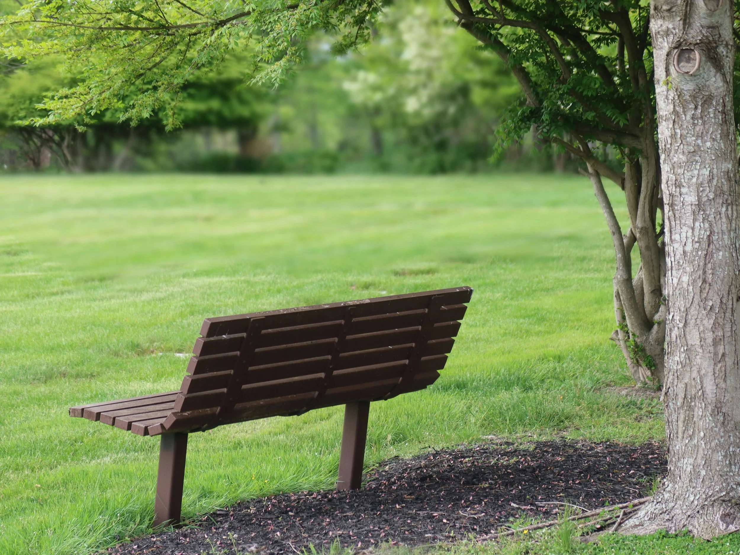 A wooden park bench beside a tree in a grassy park with trees in the background.