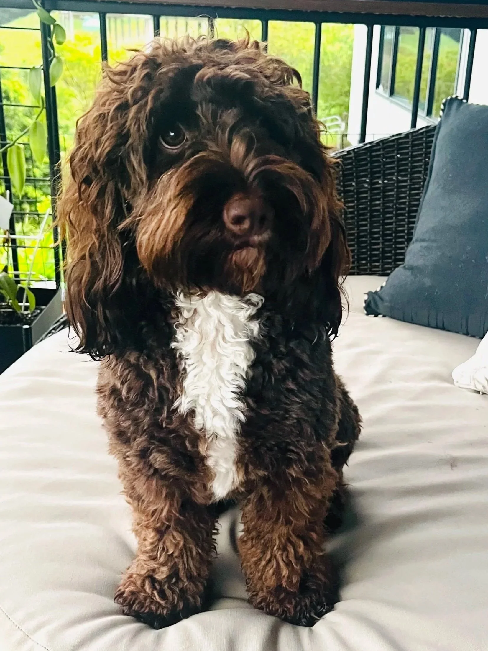 A fluffy brown and white puppy with curly fur sitting on a cushion on a balcony with plants and a black wicker chair in the background.