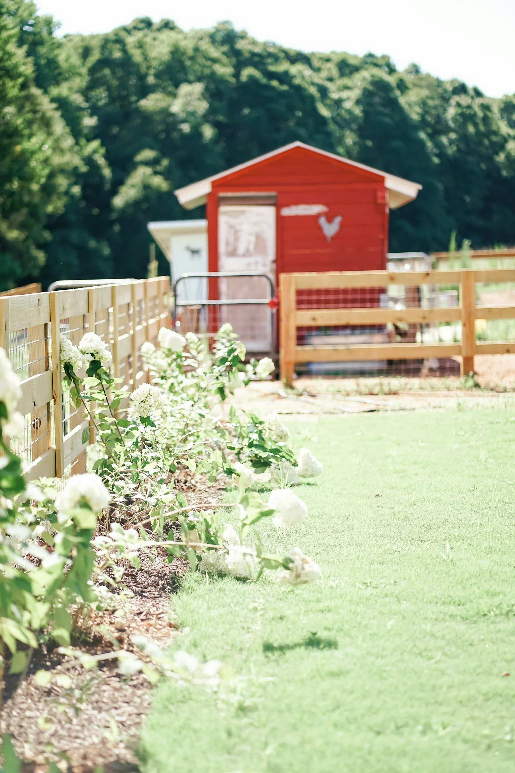 A garden with white flowers along a wooden fence, leading to a red chicken coop with a white rooster silhouette, set against a backdrop of green trees and blue sky.