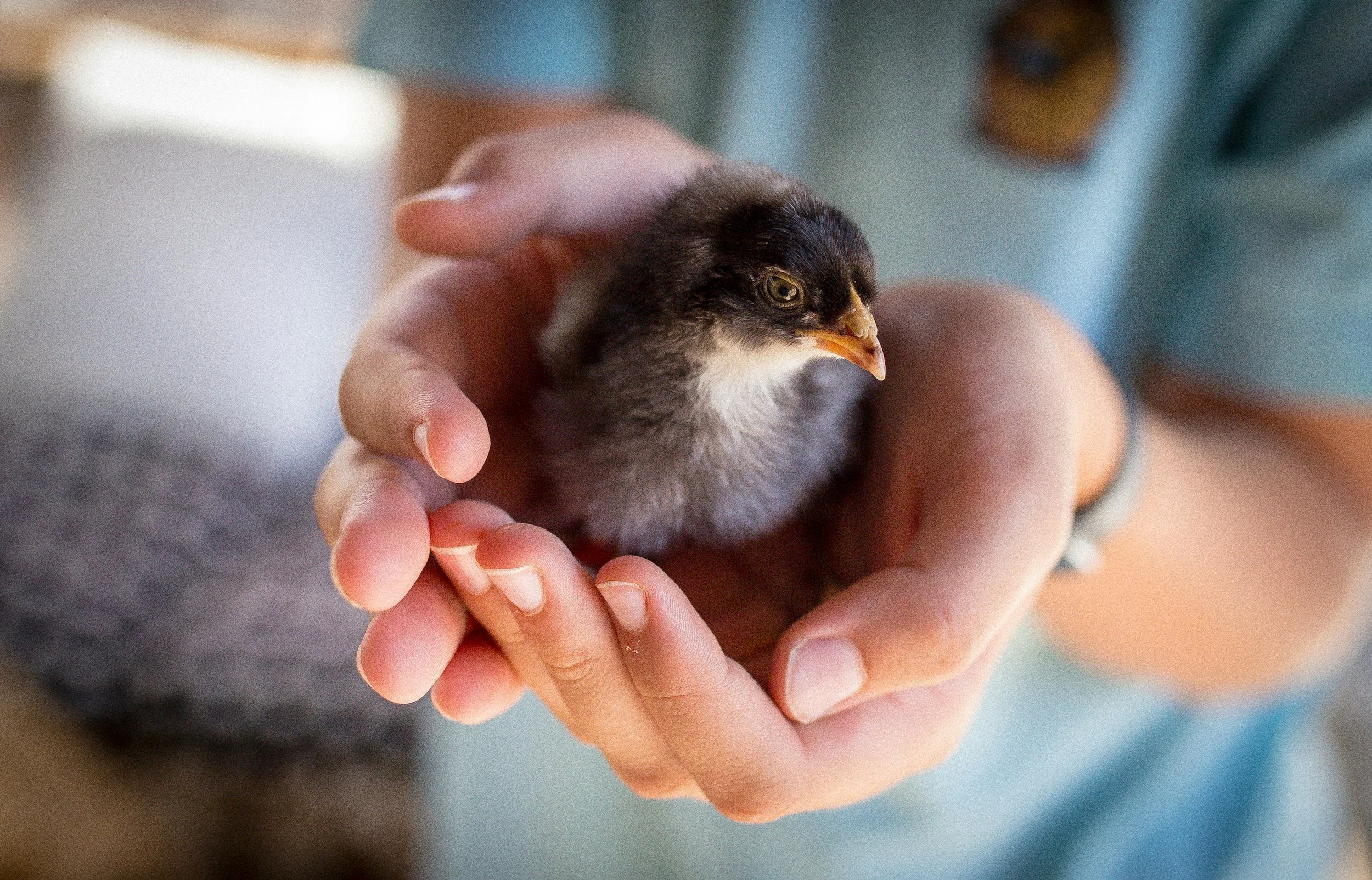 Person holding a small, fluffy chick in their hand.