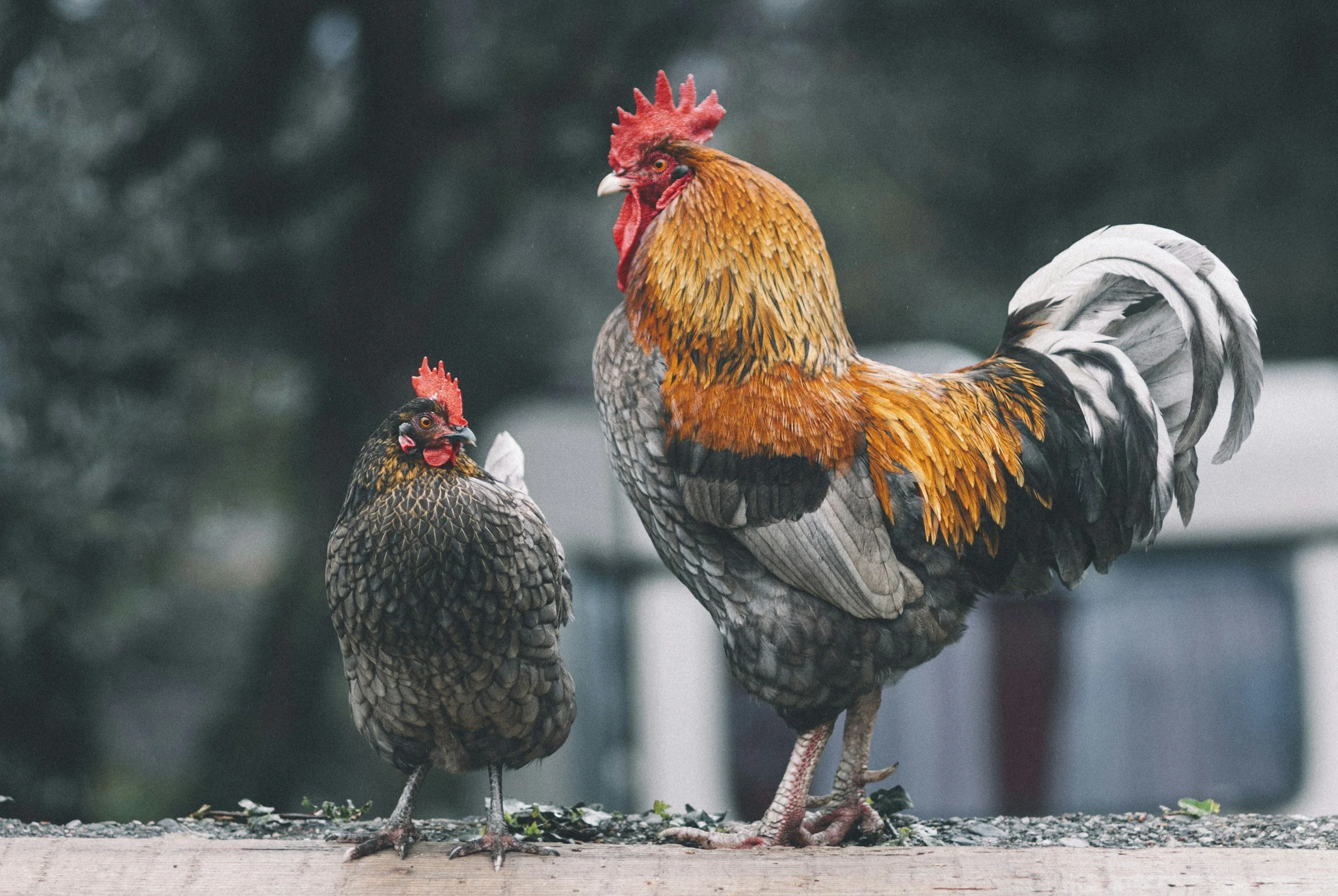 The Dance of Fertility: How Roosters Fertilize Eggs in the Chicken Coop