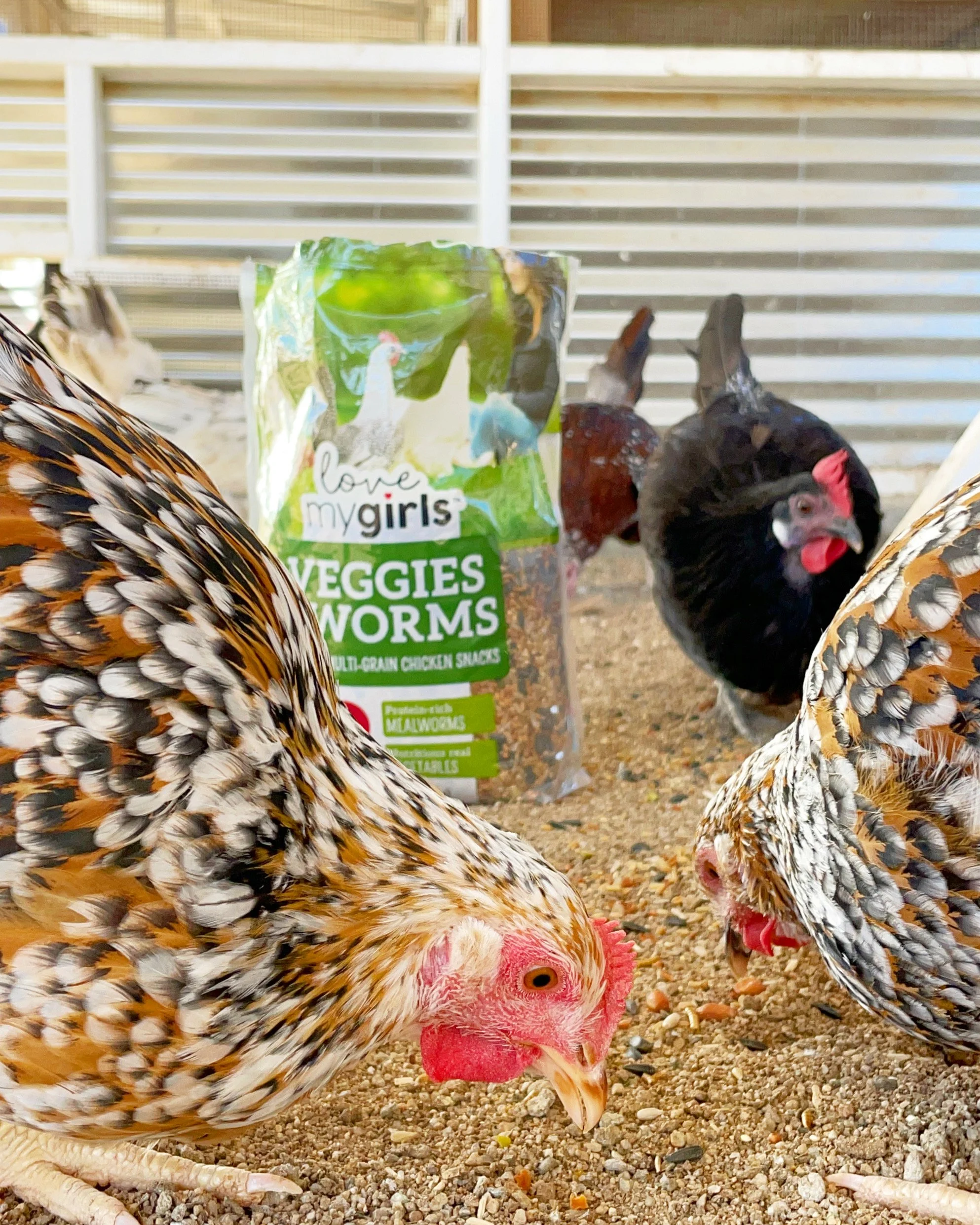 Three chickens pecking at the ground near a bag of Love My Girls Veggies & Worms chicken snacks on a sandy surface, with a white fence in the background.