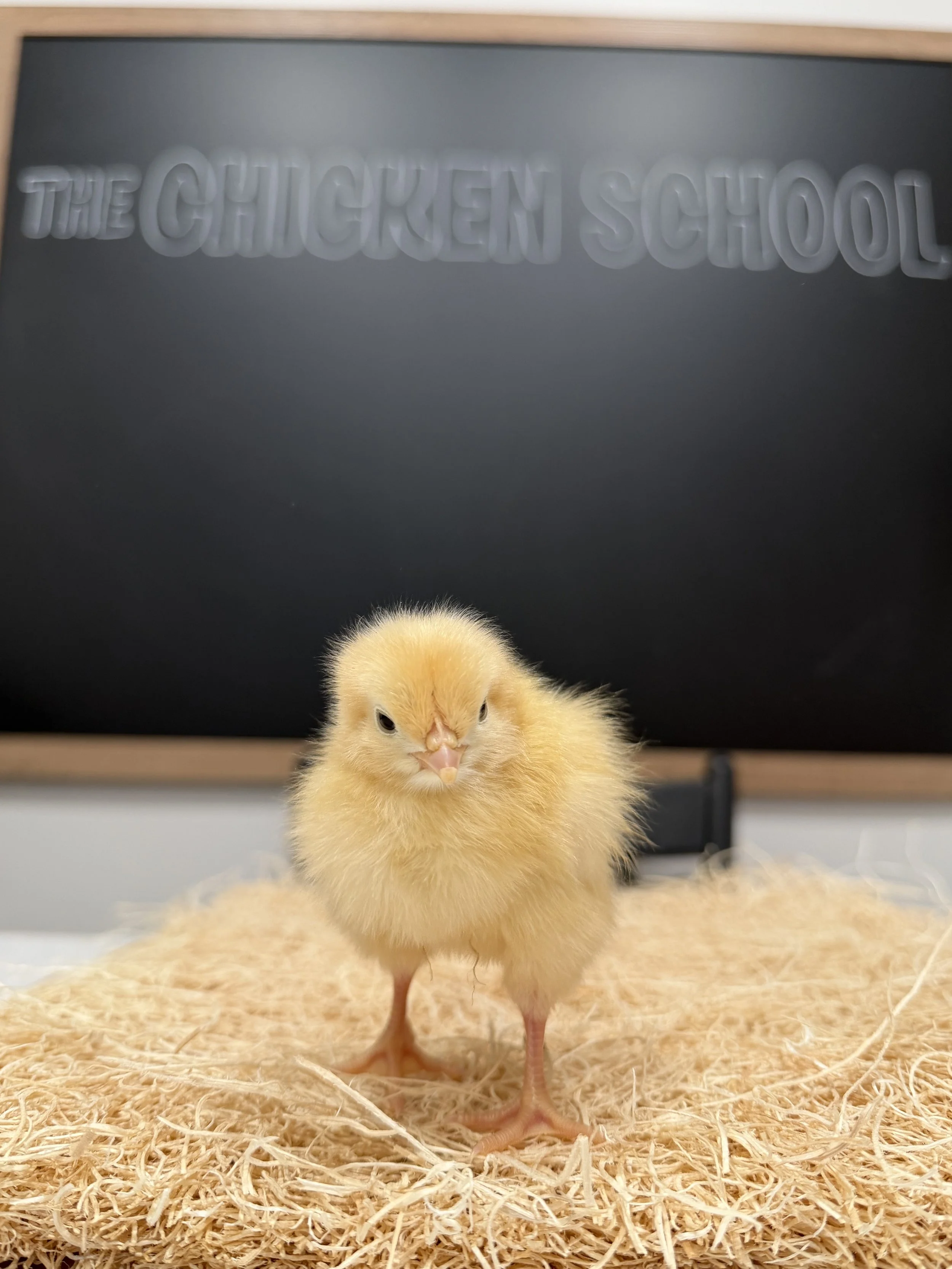 A small yellow chick standing on straw in front of a blackboard with: 'The Chicken School'