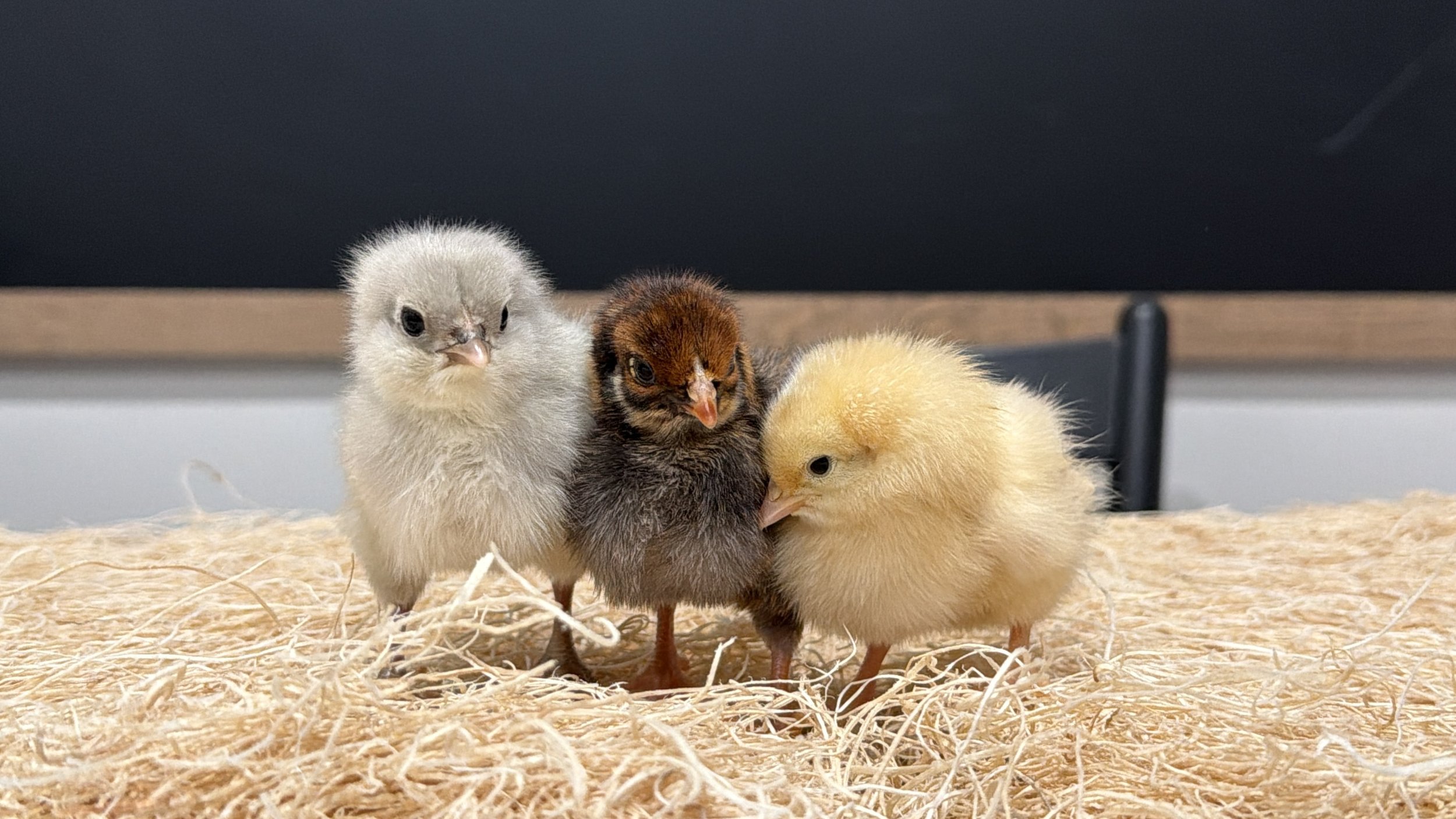 Three baby chicks of different colors standing on wood shavings, with a black background.