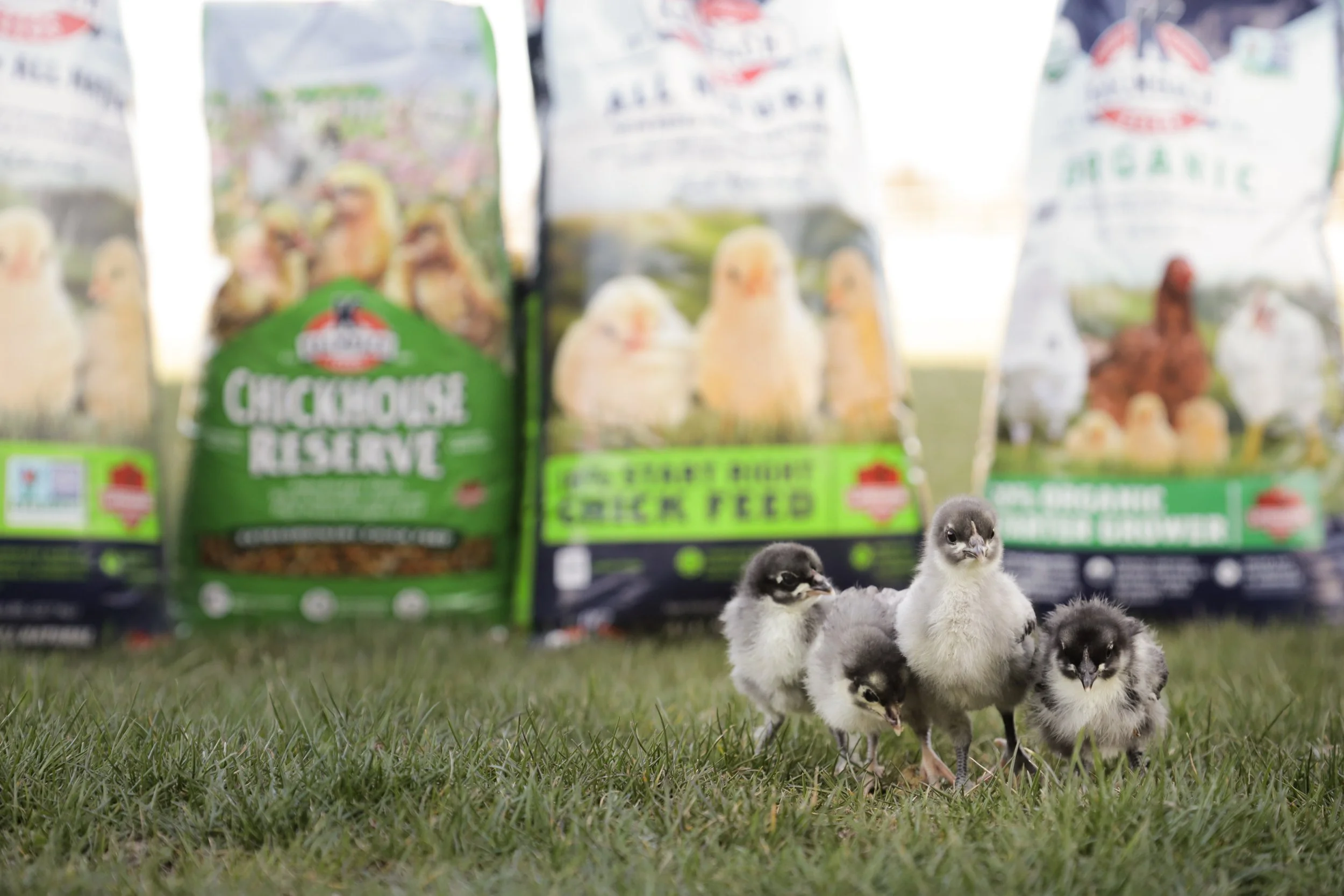 Group of four baby chicks standing on grass in front of bags of chicken feed.
