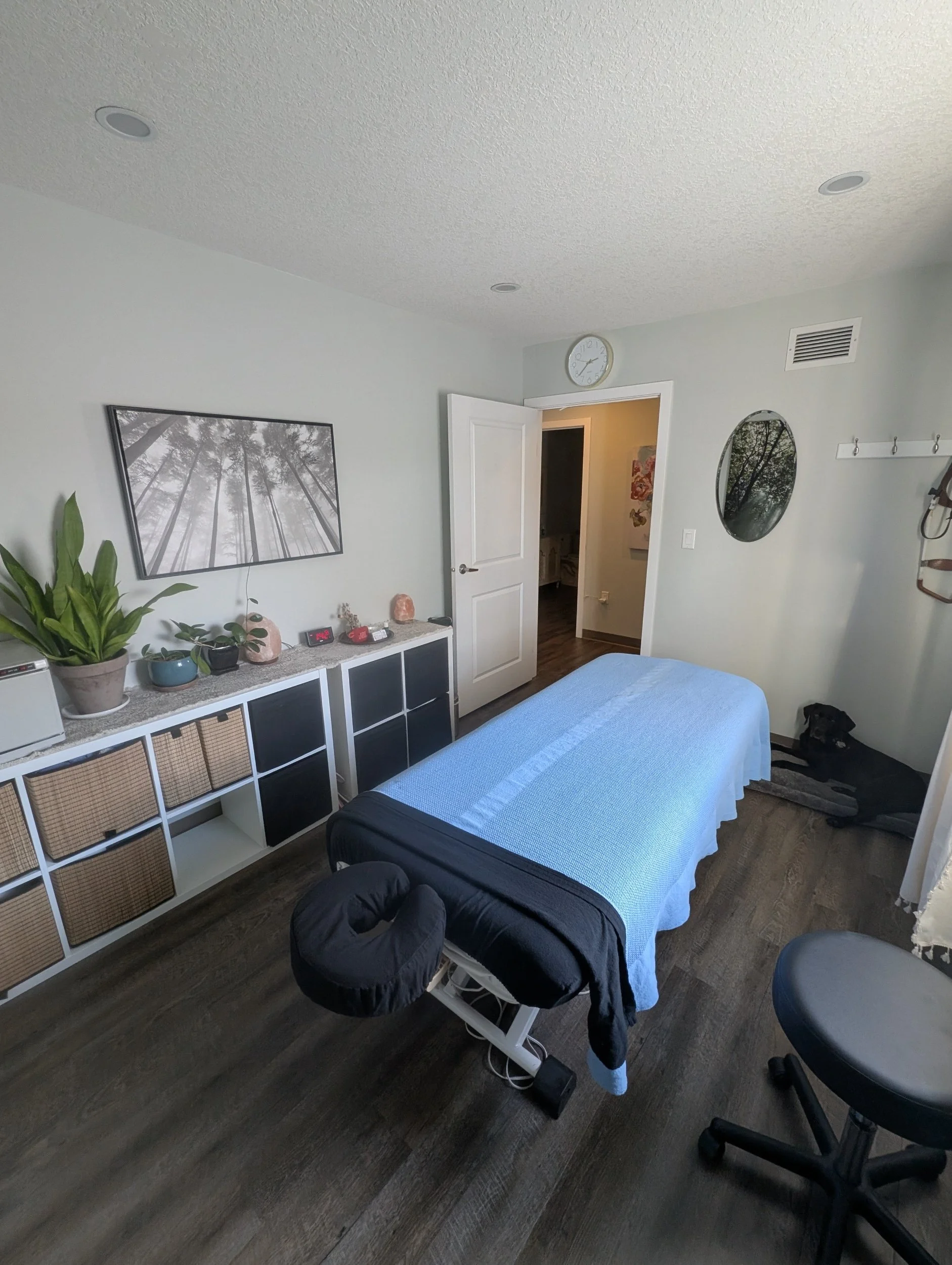 Massage room in the Collective with massage table covered in a blue sheet, plants on a shelf, wall art, David's dog, Trooper, is lying on his bed in one corner