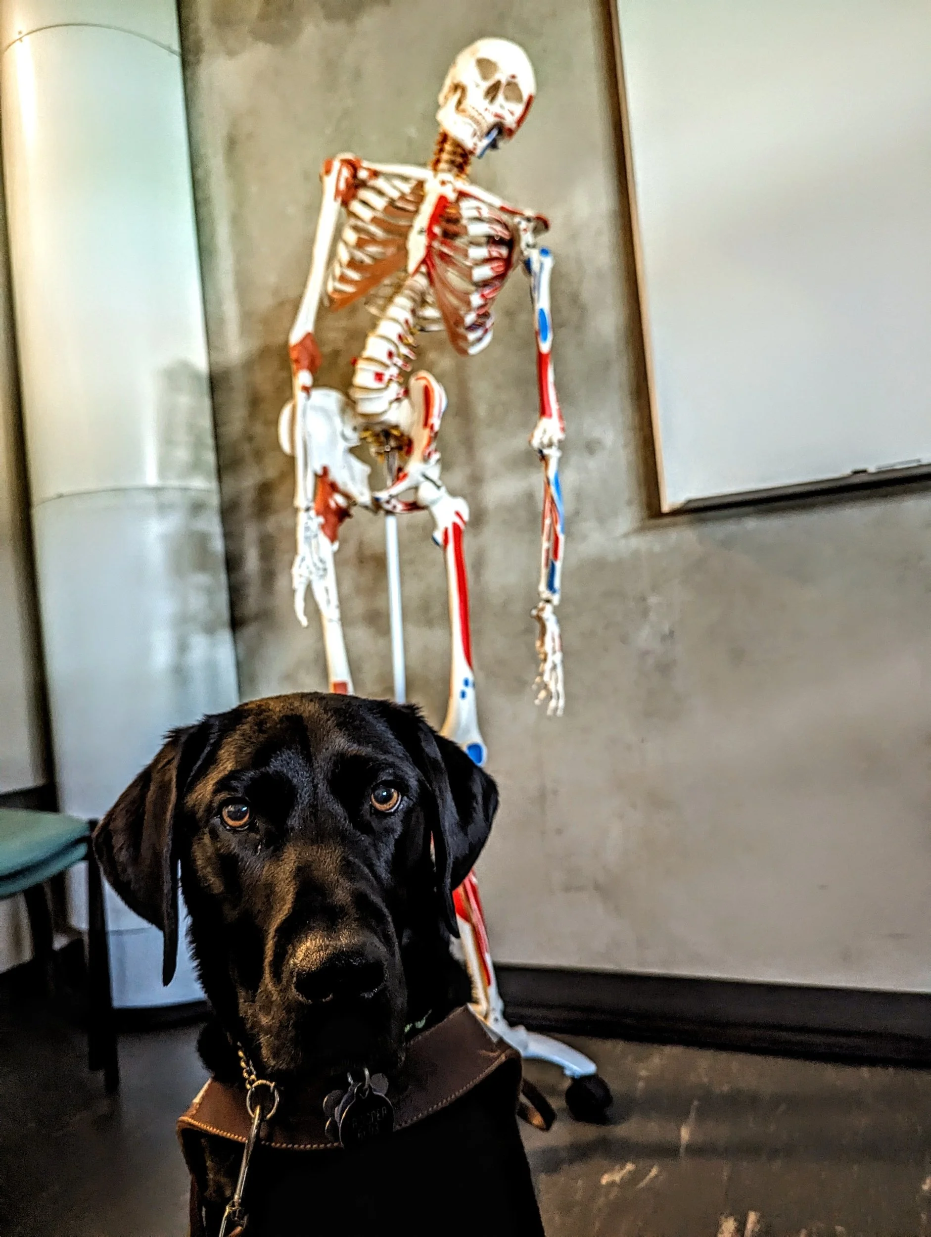 Trooper in the foreground with a full-size human skeleton model in the background.