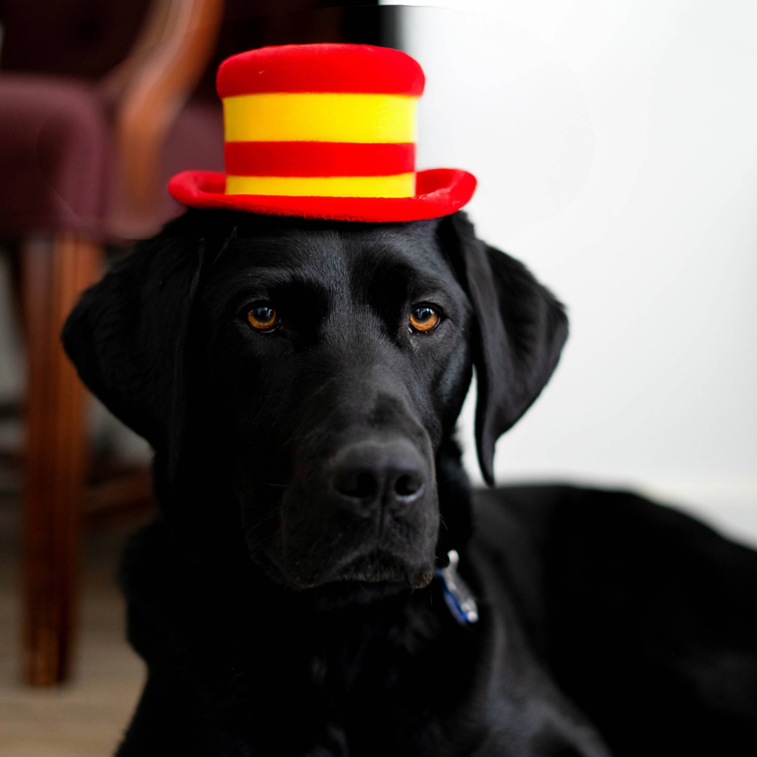 Trooper laying down looking at the camera wearing a red and yellow striped hat resembling a cartoon character hat.