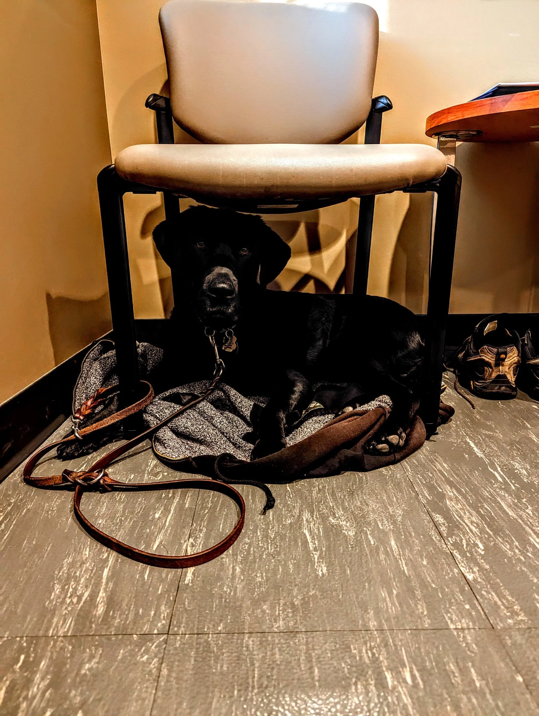 Trooper  lying on a gray blanket under a beige chair in a room with wood flooring and a beige wall.