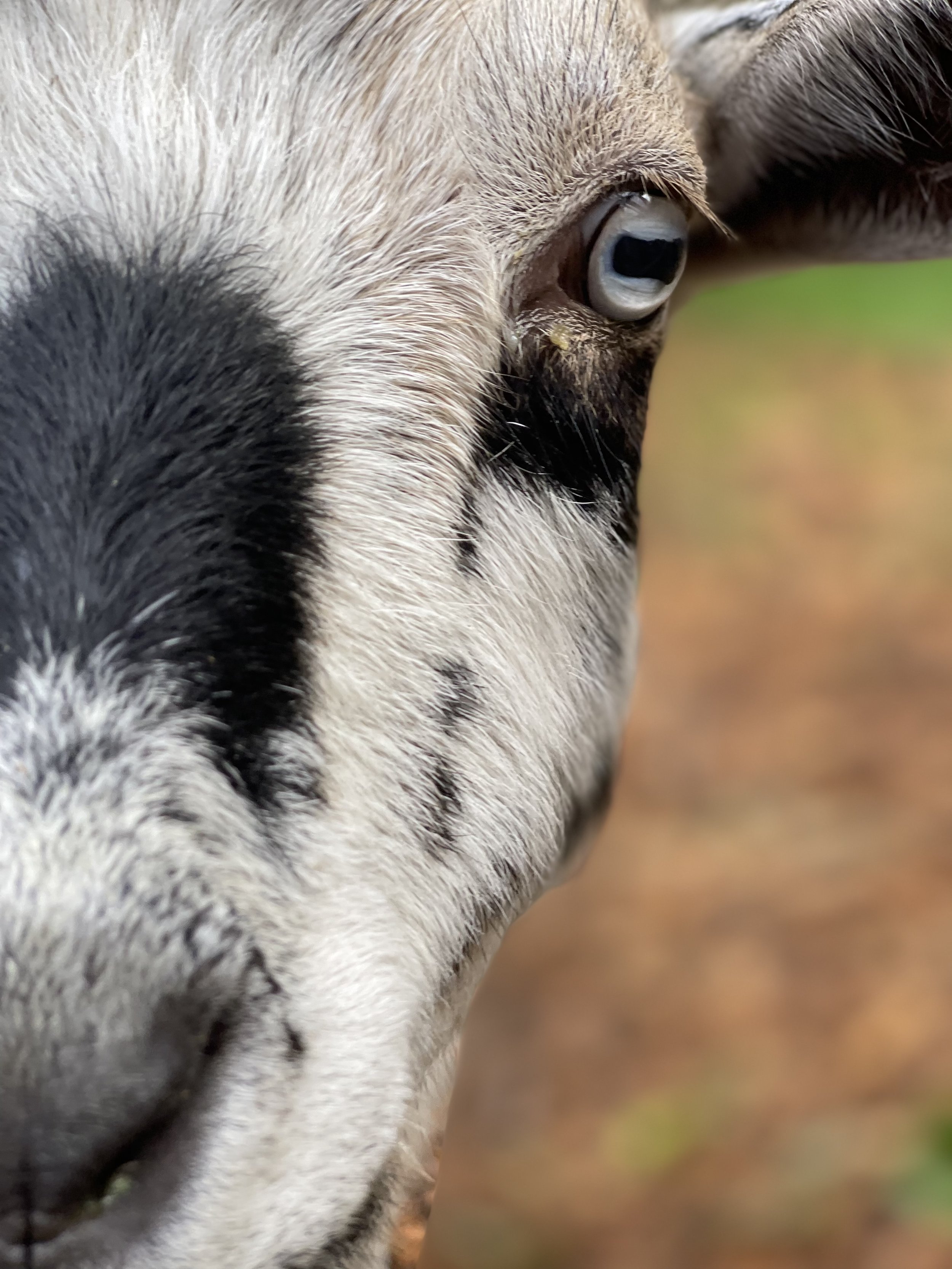 Close-up of a goat's face showing blue eye, black and white fur, and a blurred background.