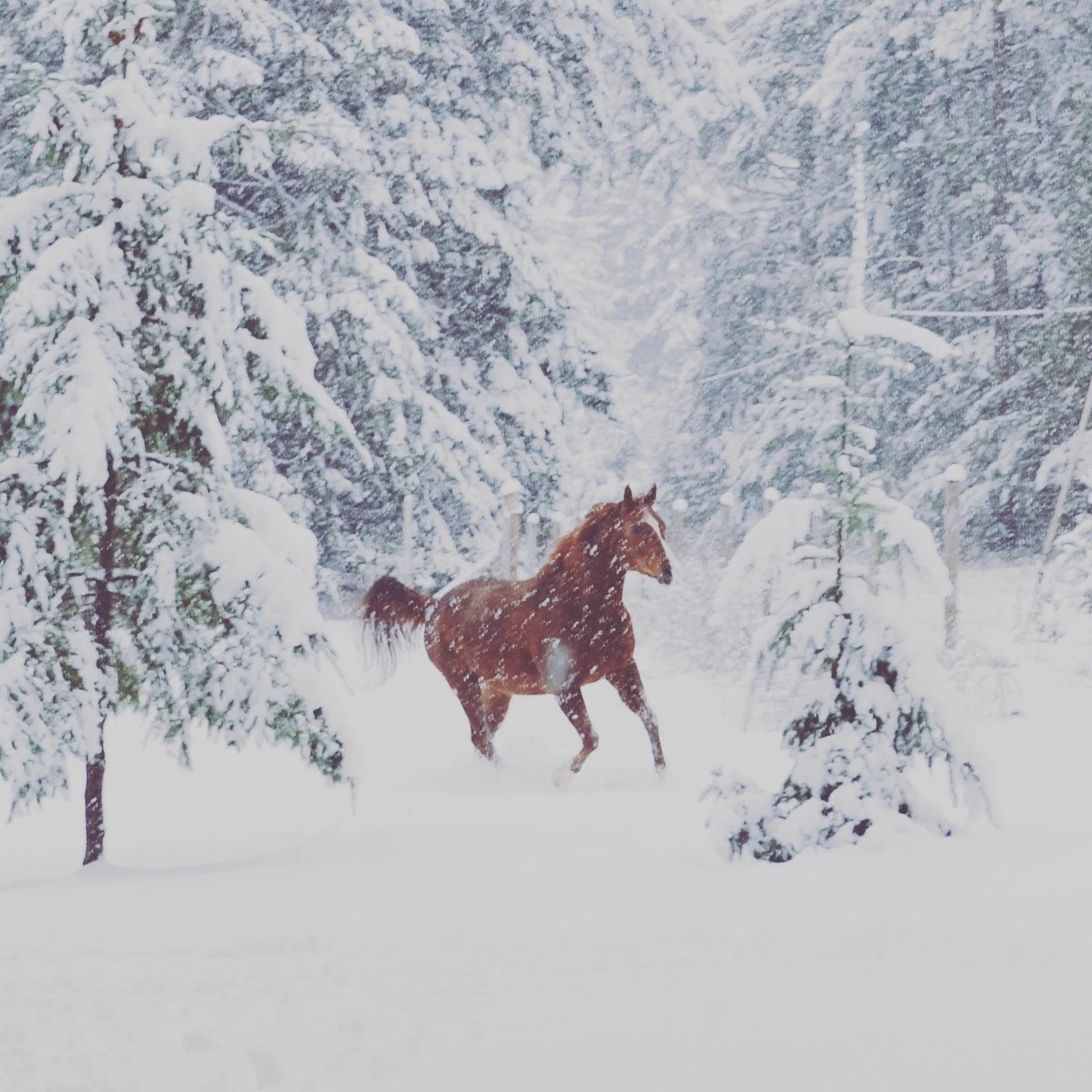 A brown horse running through a snowy forest with trees covered in snow.