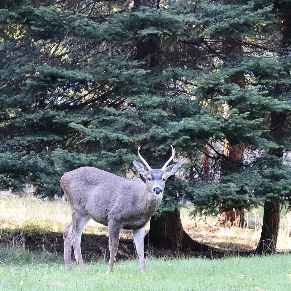 A deer with antlers standing on grass near a large evergreen tree.