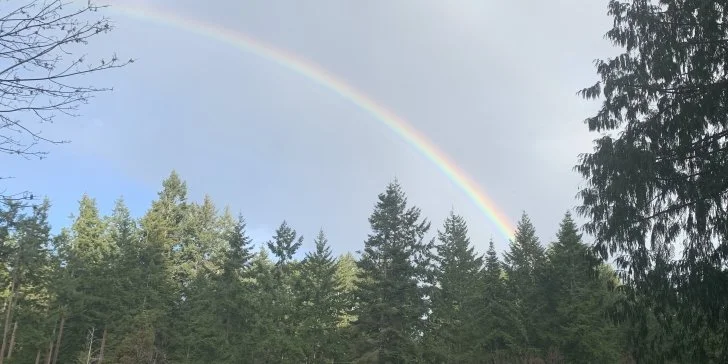 A rainbow arching over a forest with evergreen trees under a partly cloudy sky.