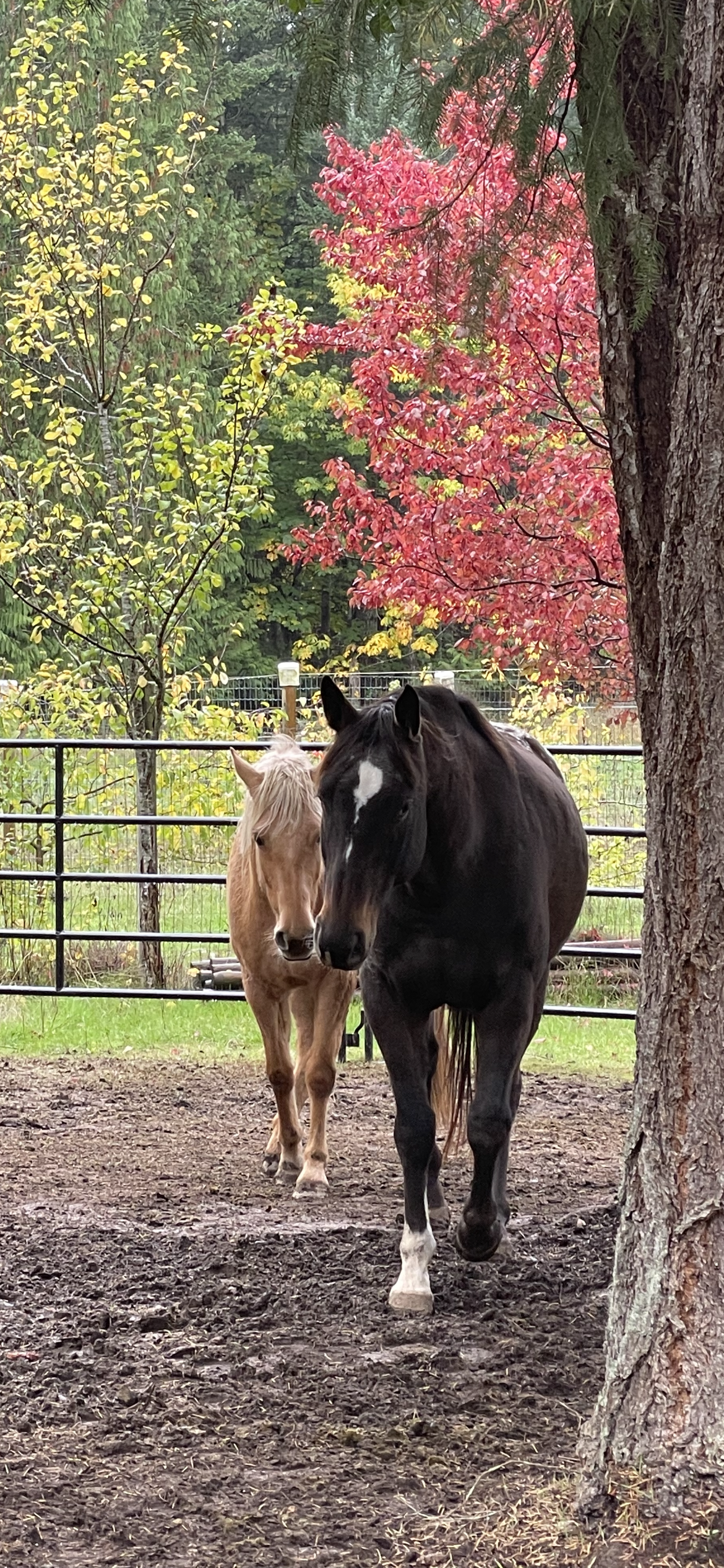Two horses, one black with a white star on its forehead and one tan, walking toward the camera in a fenced outdoor area with trees featuring green, yellow, and red leaves.