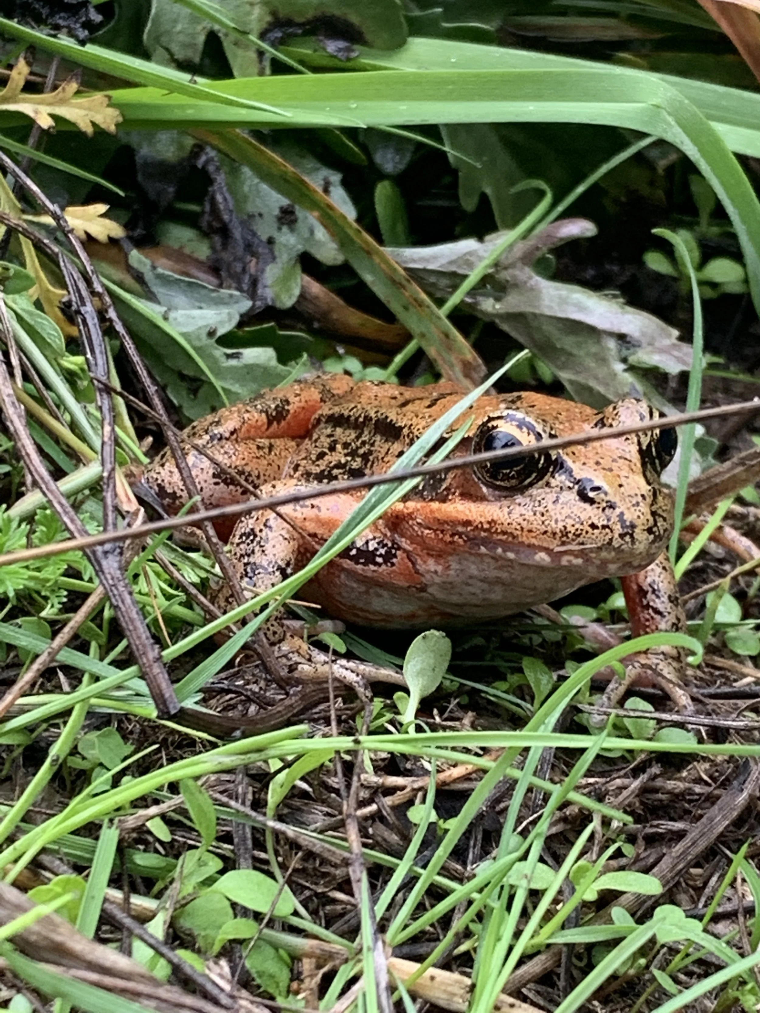 A frog with orange and black markings sitting among grass and leaves.