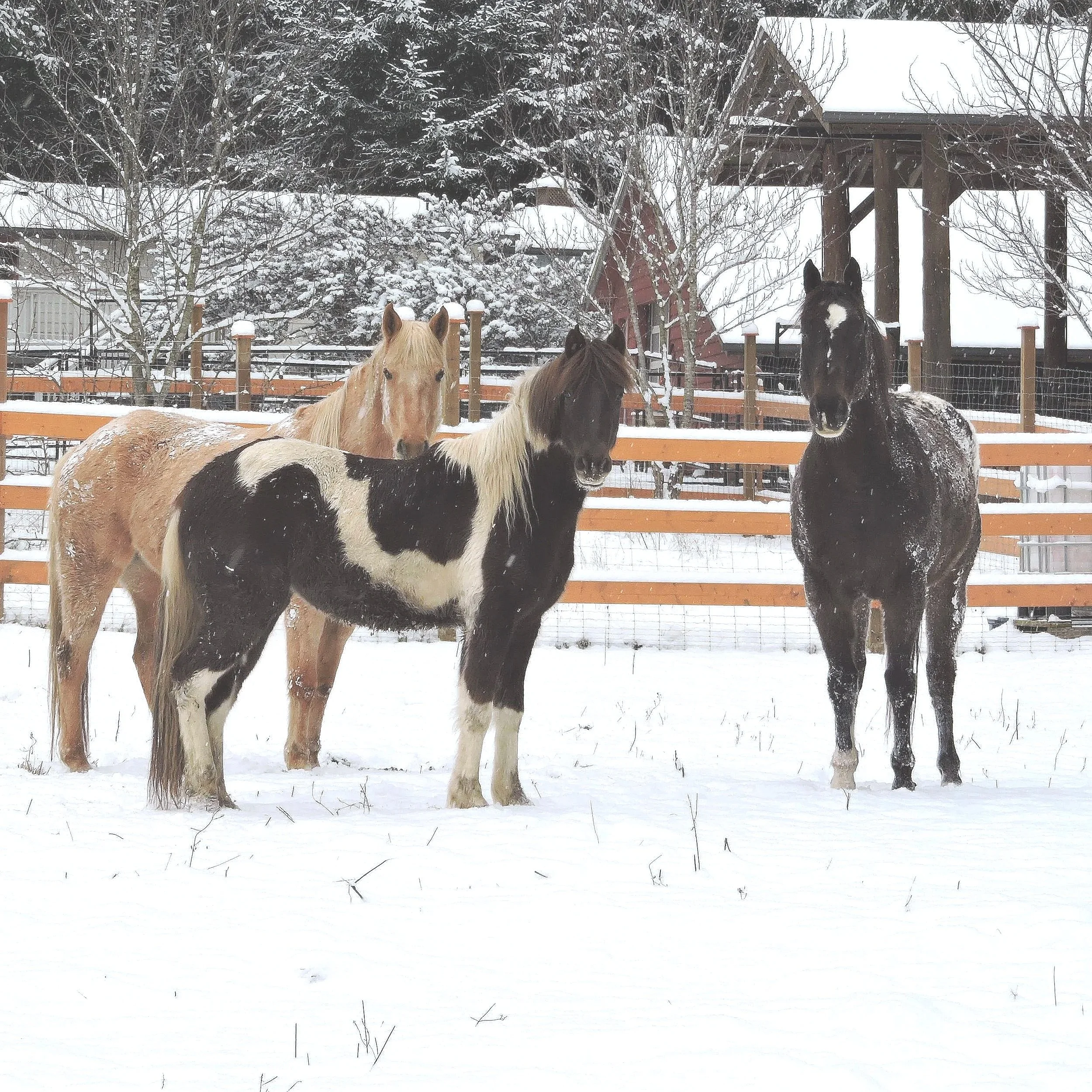 Three horses standing in a snow-covered paddock with wooden fencing and a background of snow-covered trees and buildings.