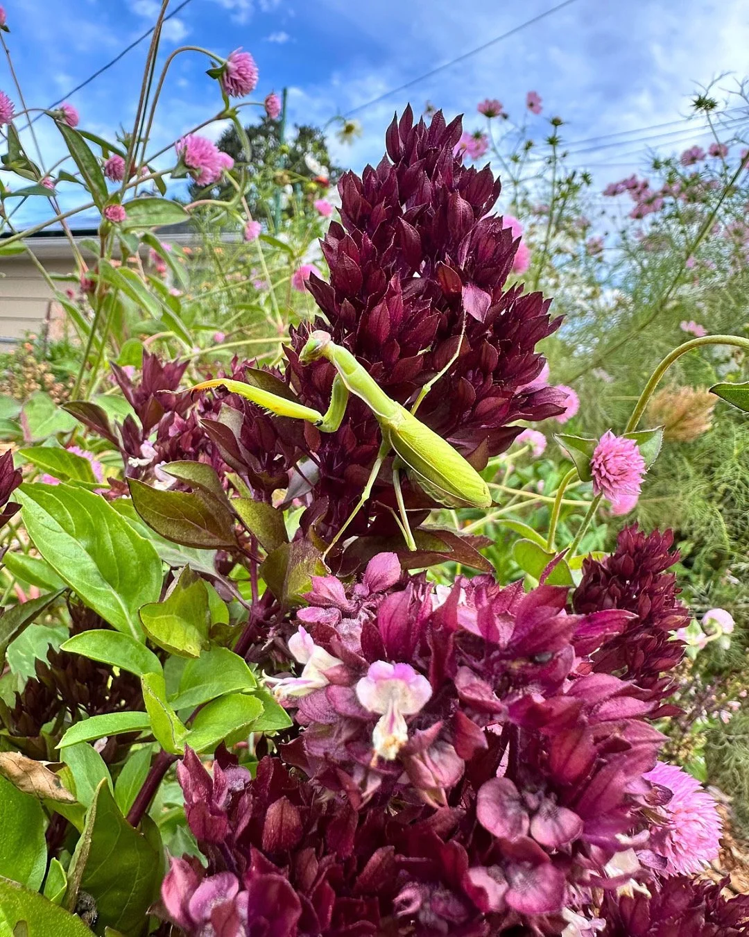 A green praying mantis camouflaged on dark purple flower clusters in a garden with pink and white flowers and a blue sky in the background.