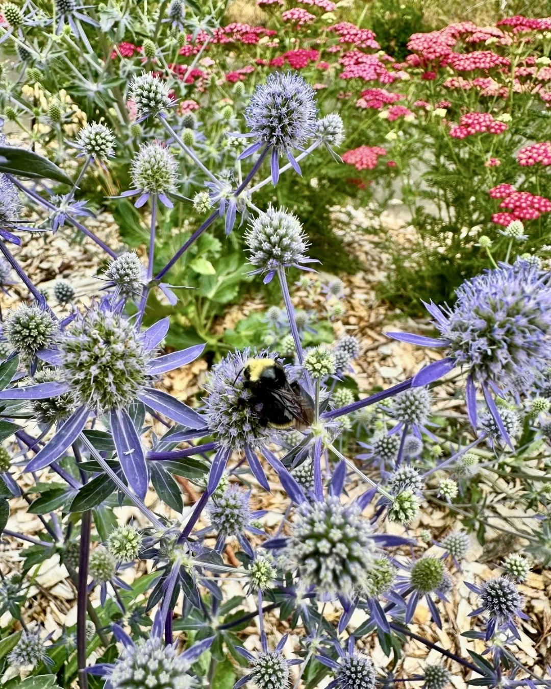 Purple and white flowering plants in a garden with a bee collecting nectar.